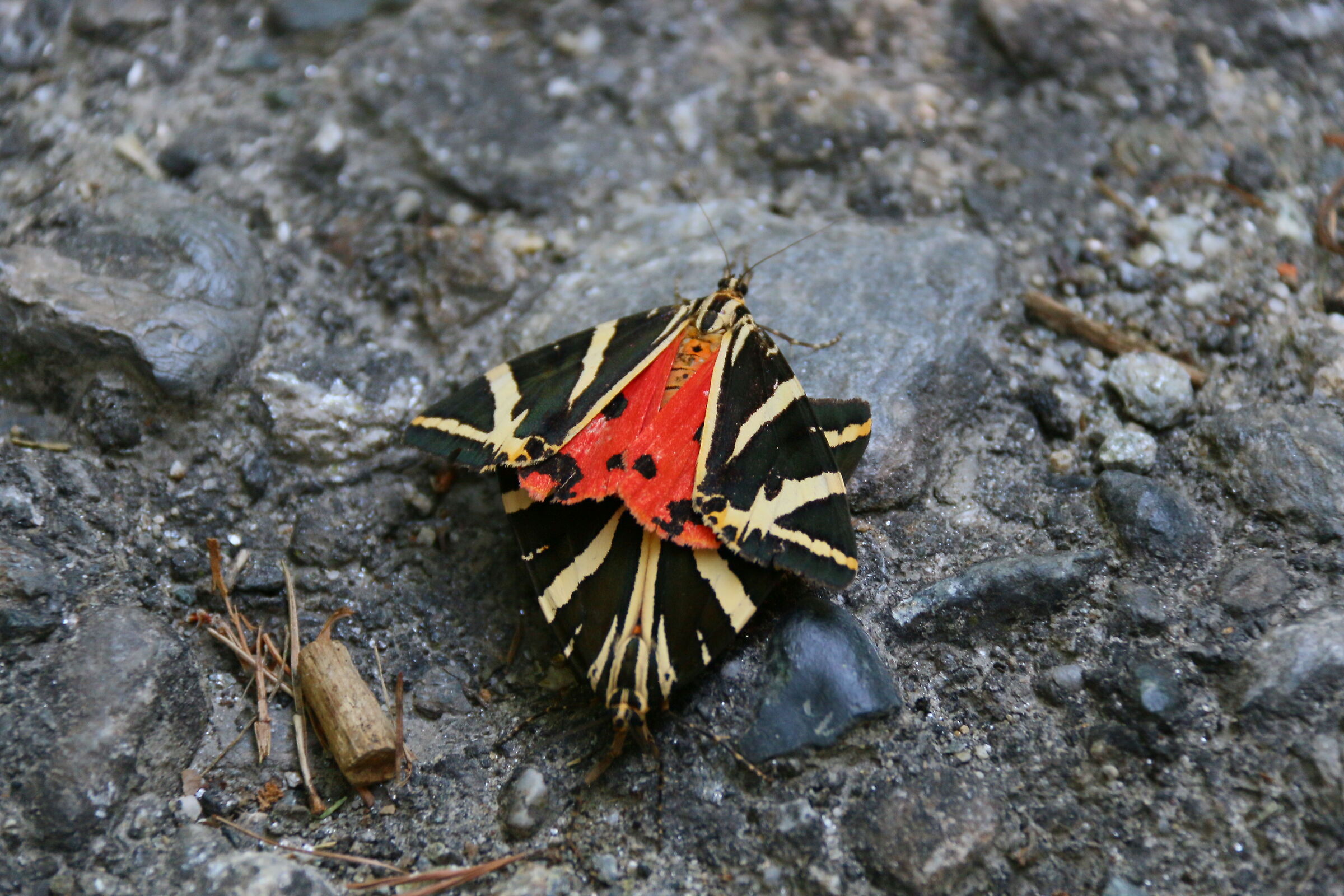 Accoppiamento farfalle