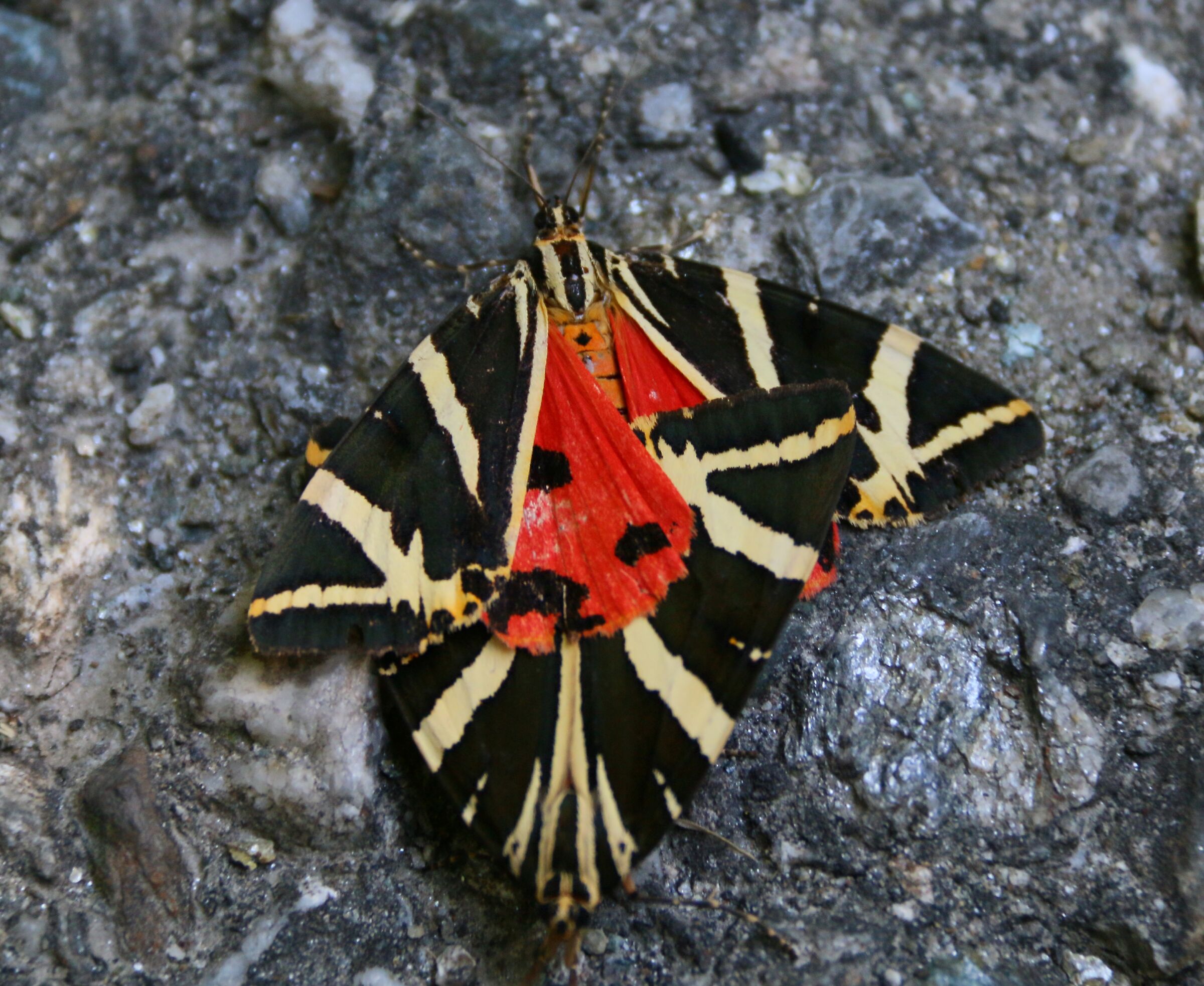 Accoppiamento farfalle