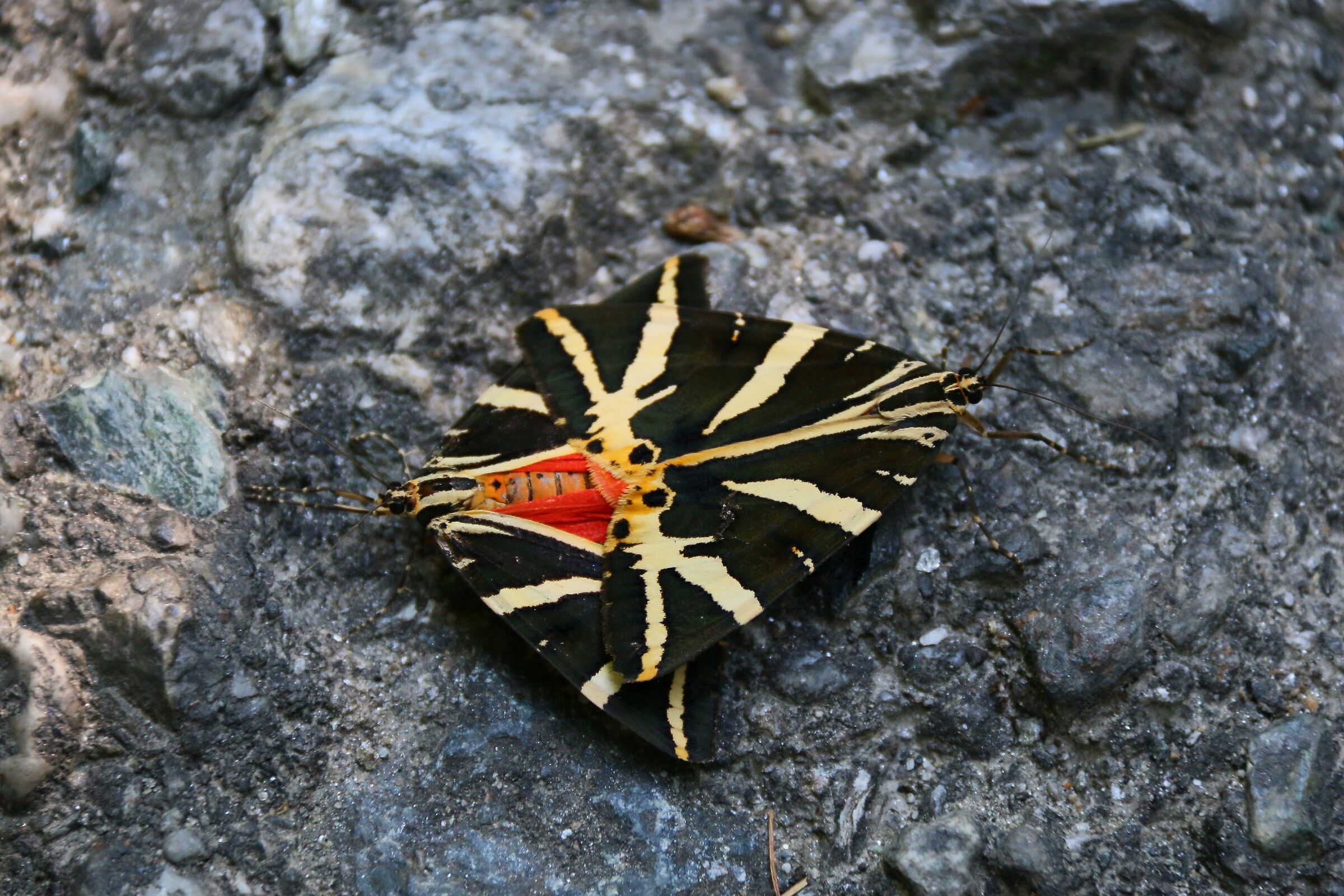 Accoppiamento farfalle