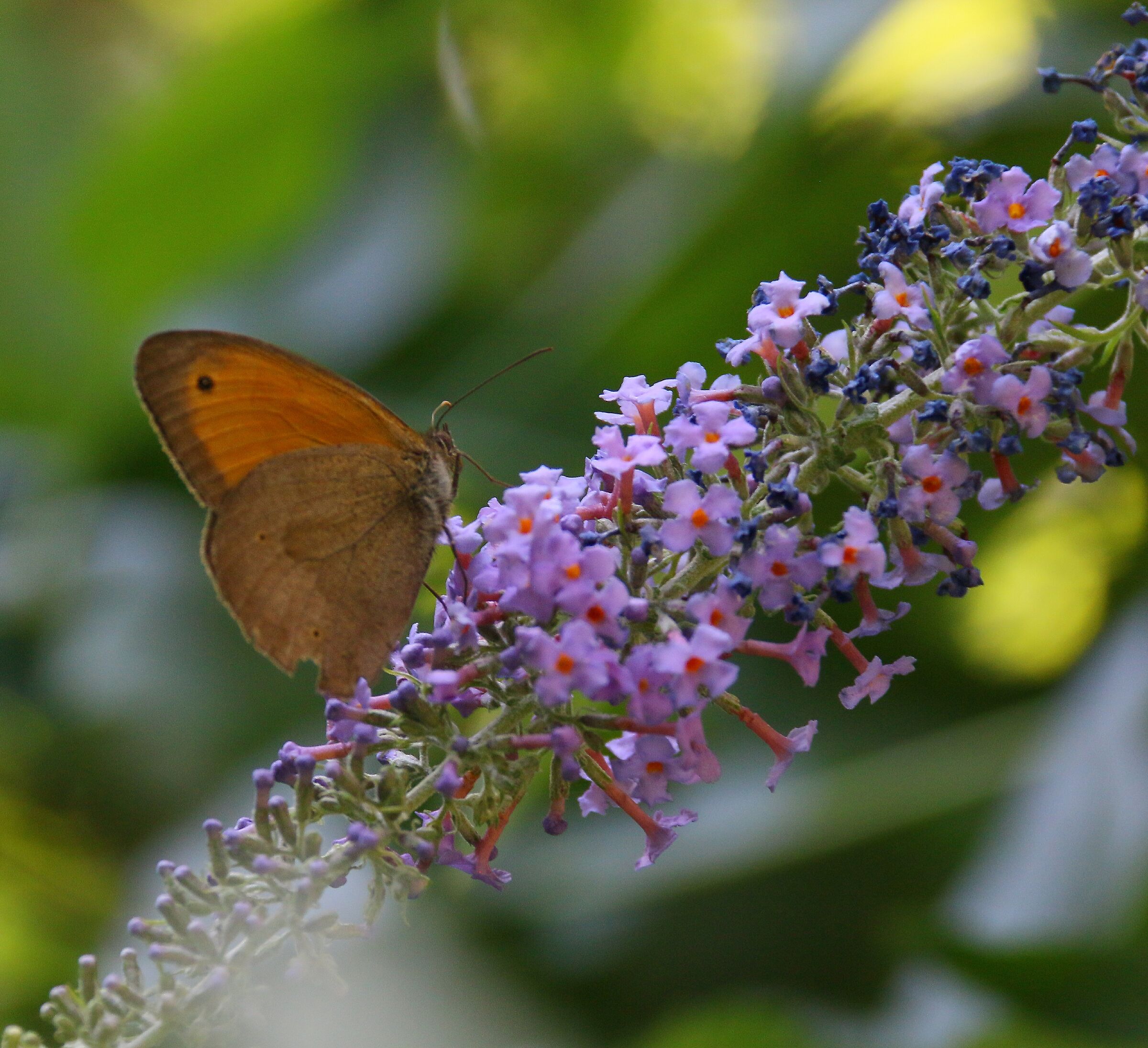 Farfalla