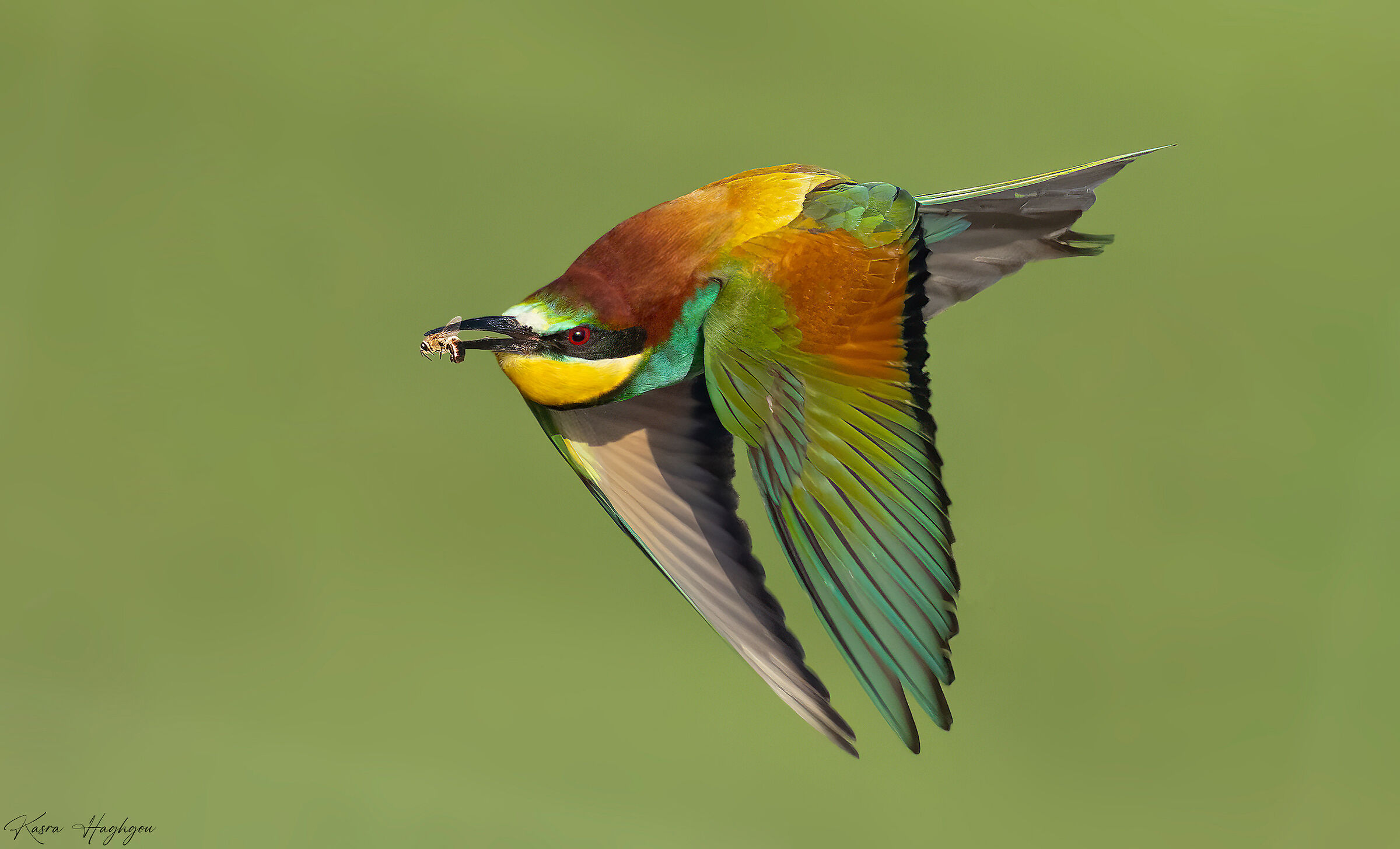 European bee-eater