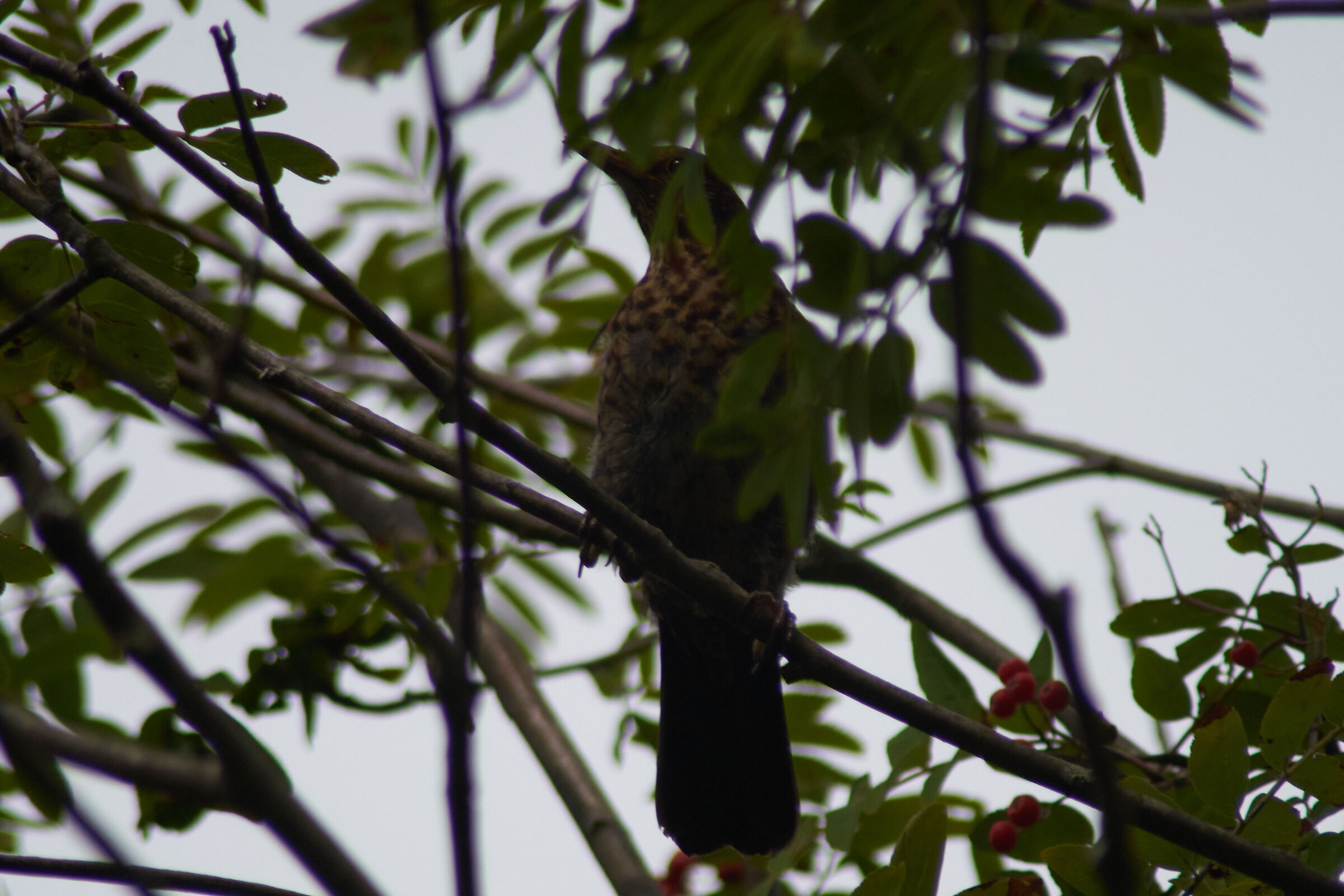 Bird on Tree 1