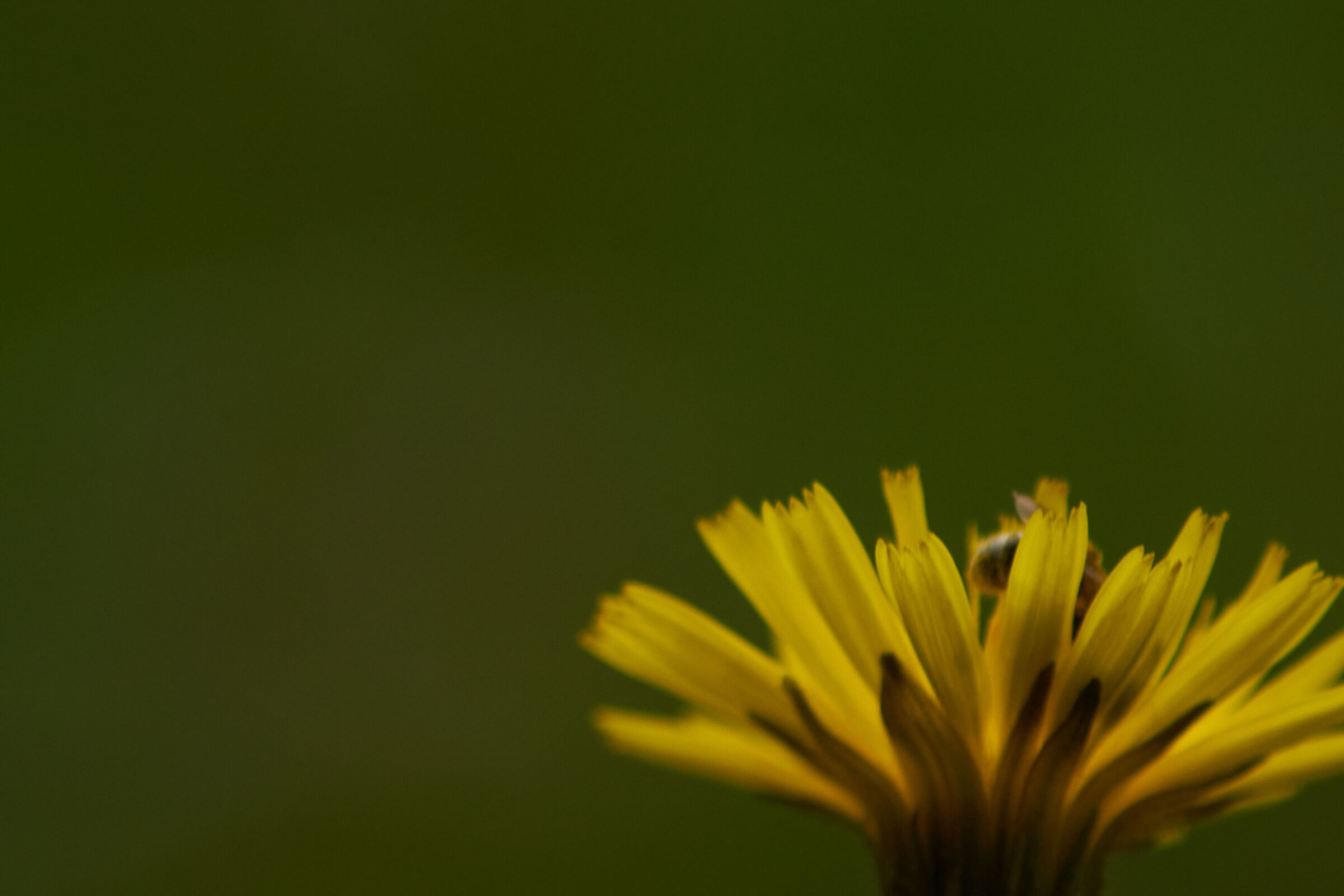 yellow flower with bee inside