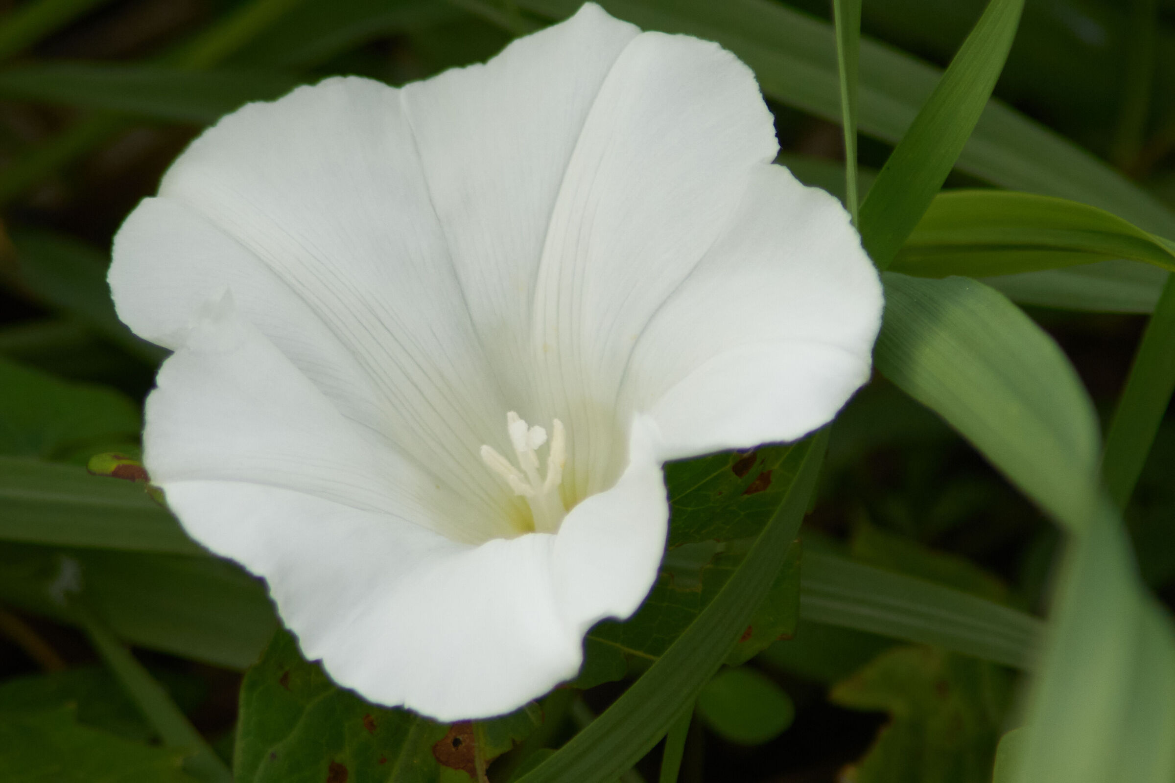 White Flower Macro 3