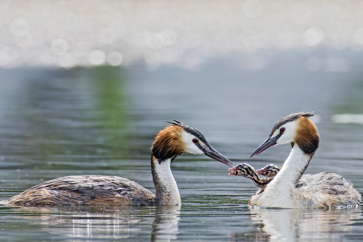 Grebes 7 #