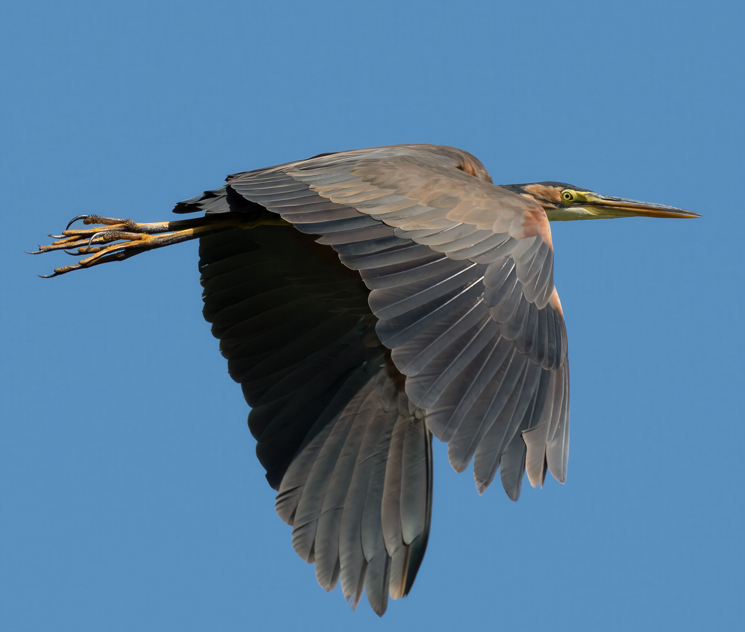 Purple Heron in flight