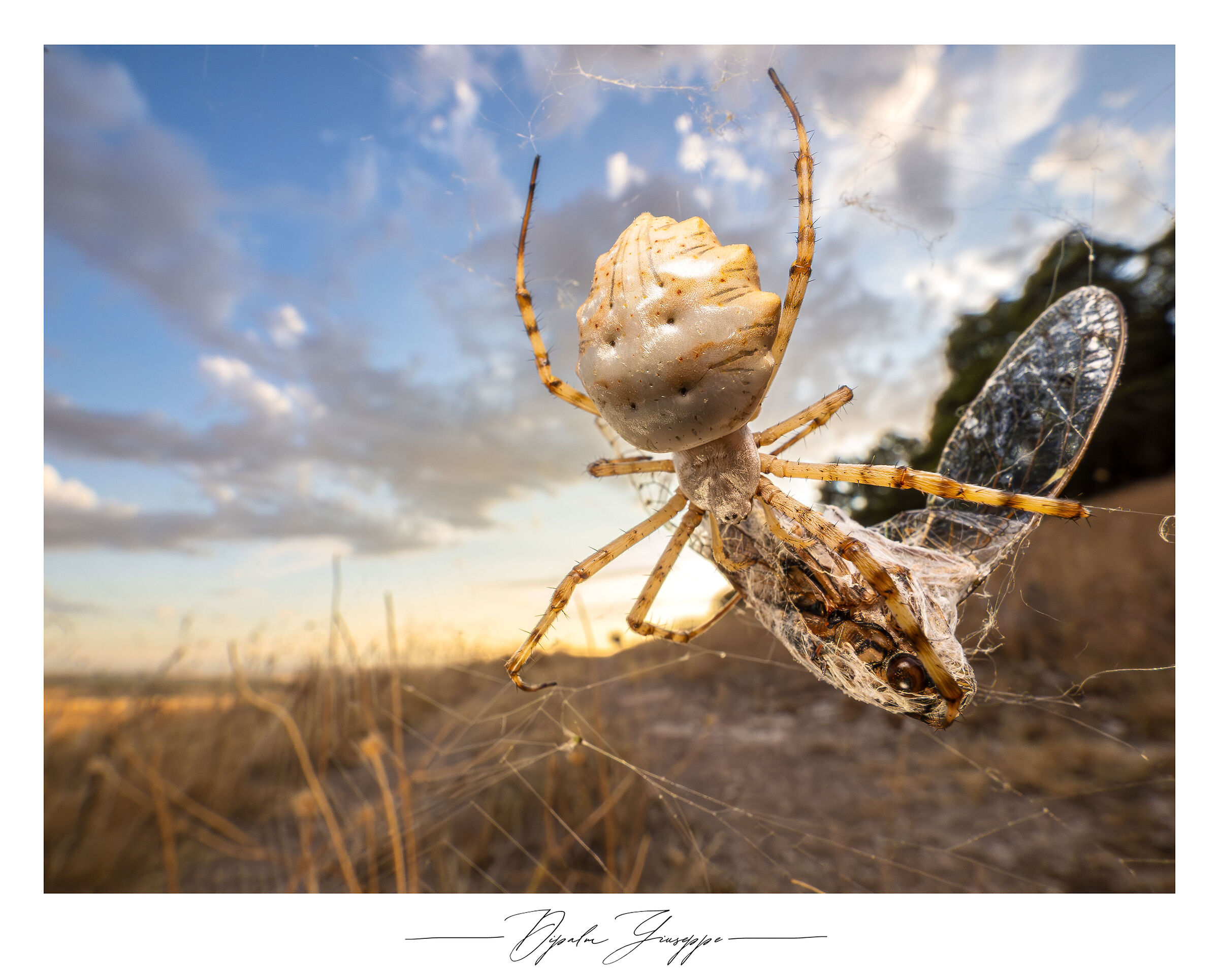Argiope lobata su cicala
