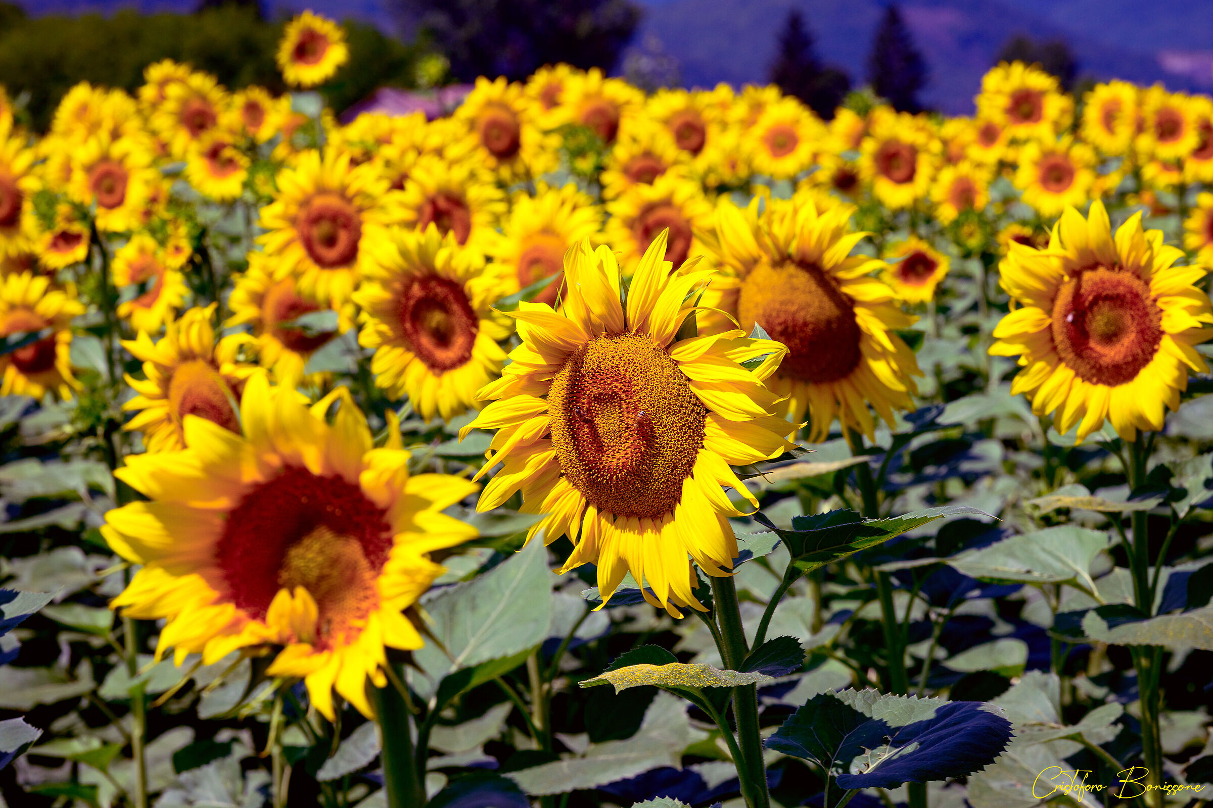 Sunflowers in the Rieti Plain