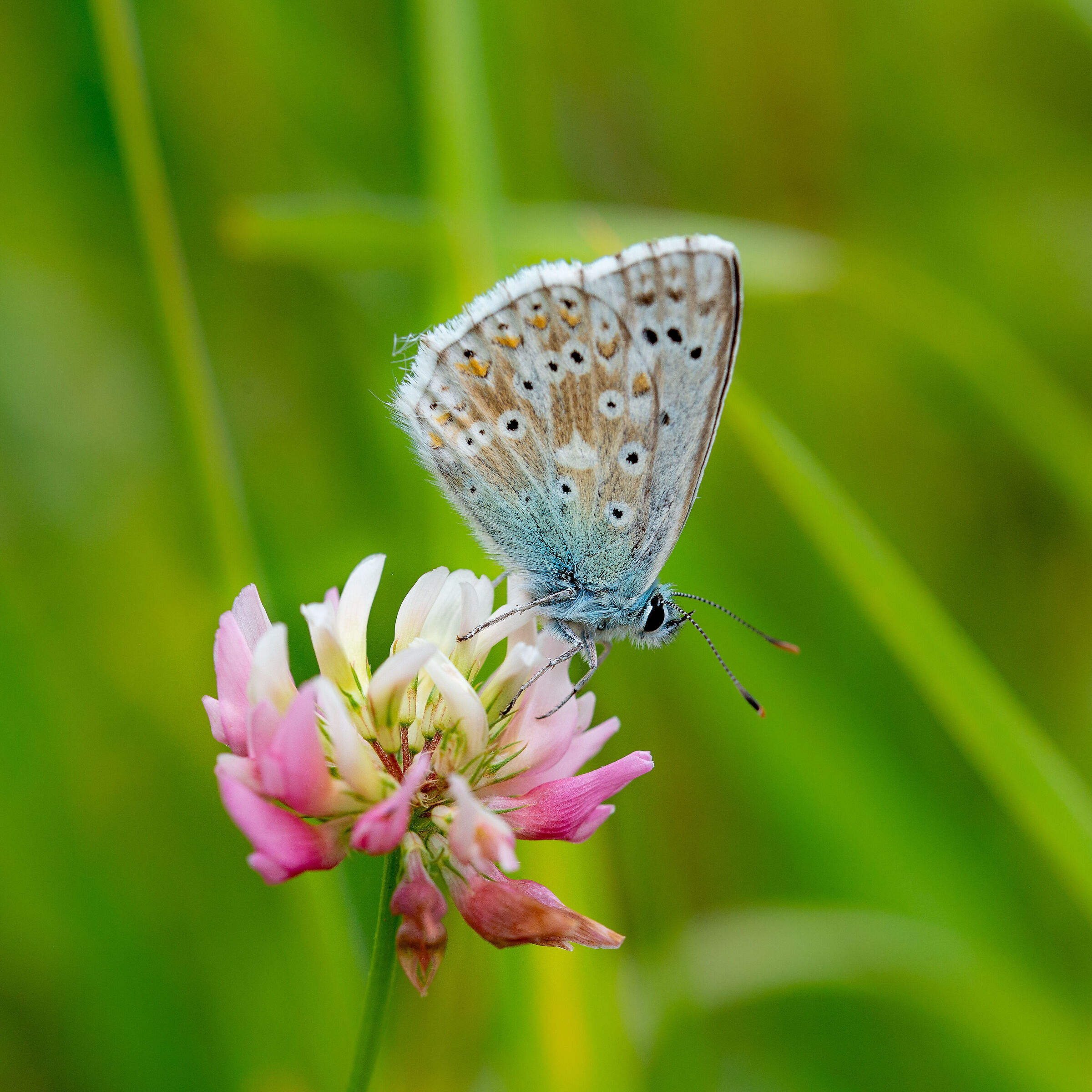 Polyommatus icarus