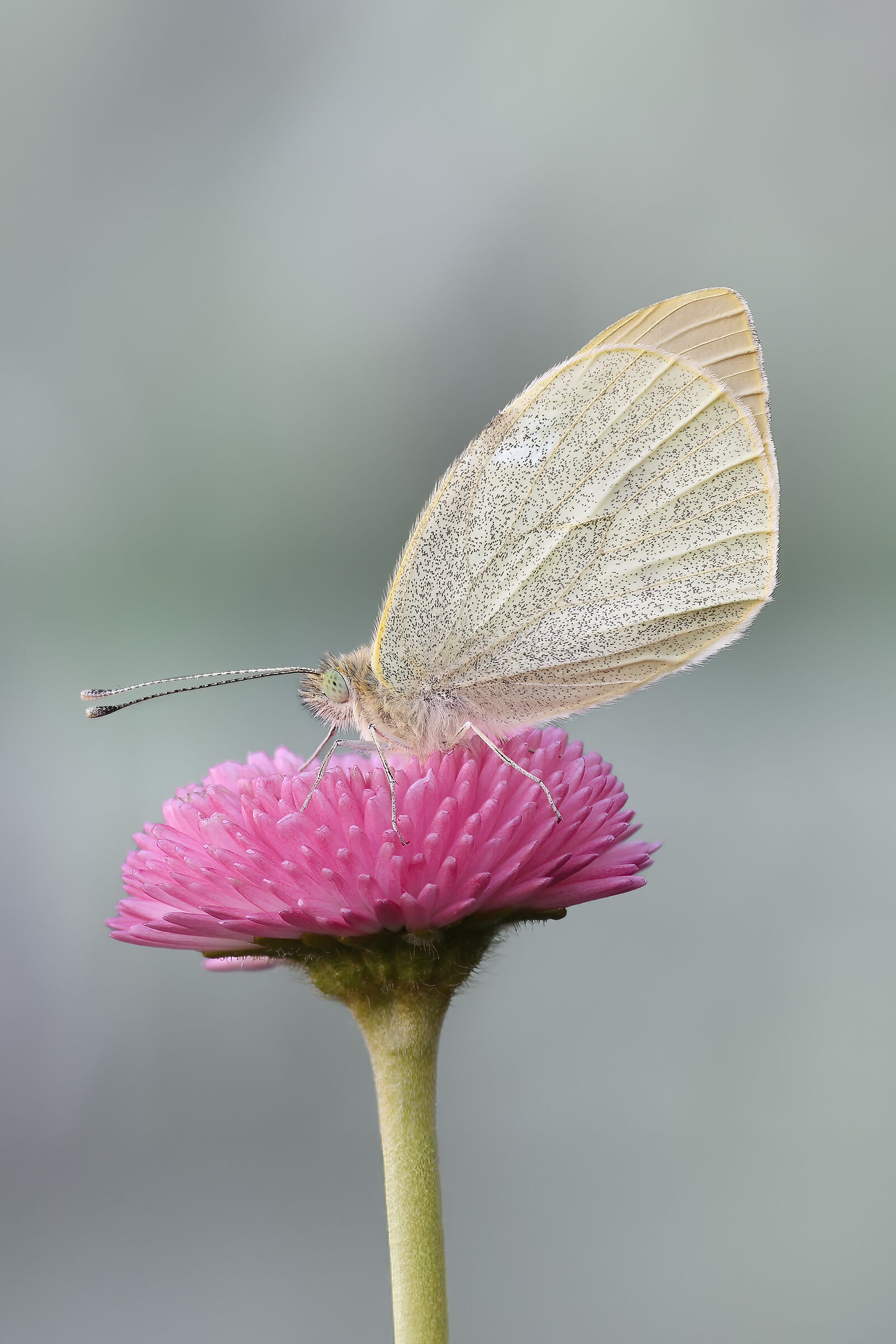 Pieris brasicae