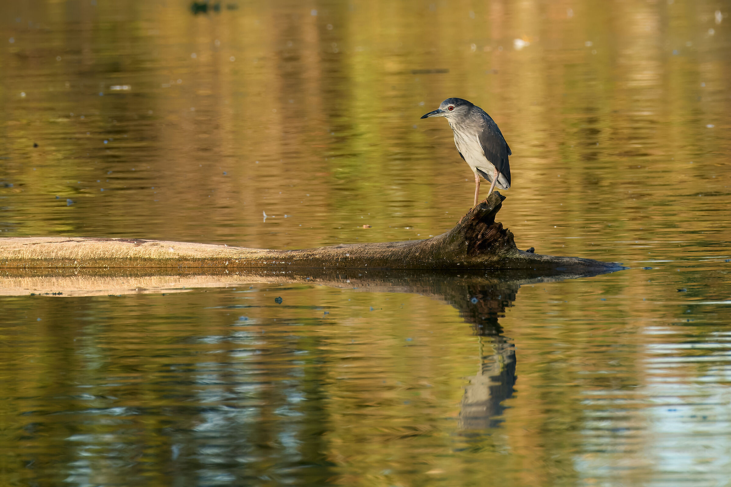 Nitticora nella palude