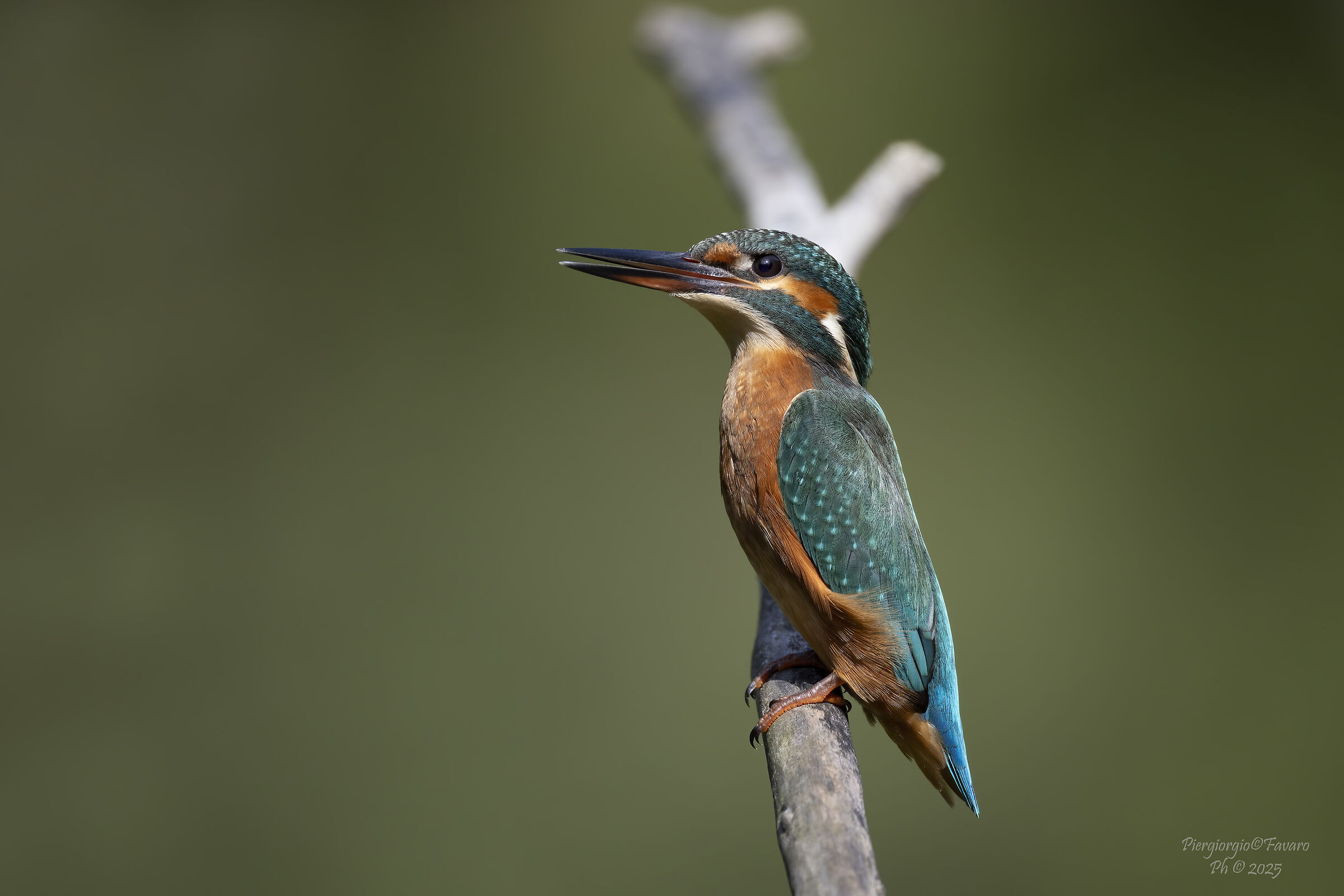 Female kingfisher.
