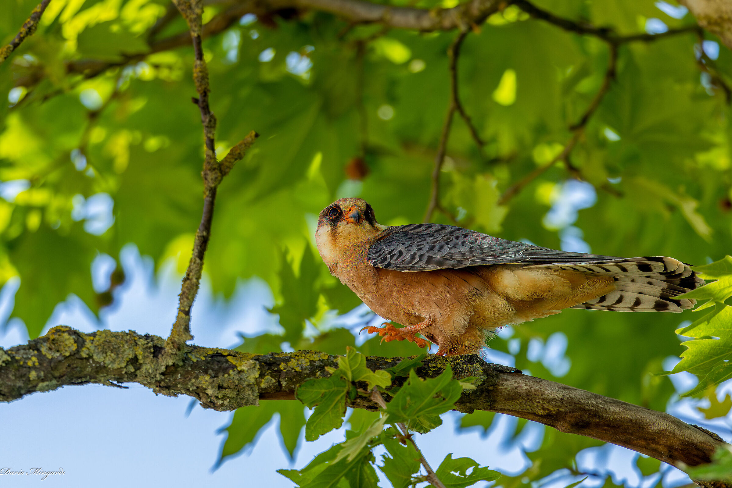 Falco cuculo - Falco vespertinus