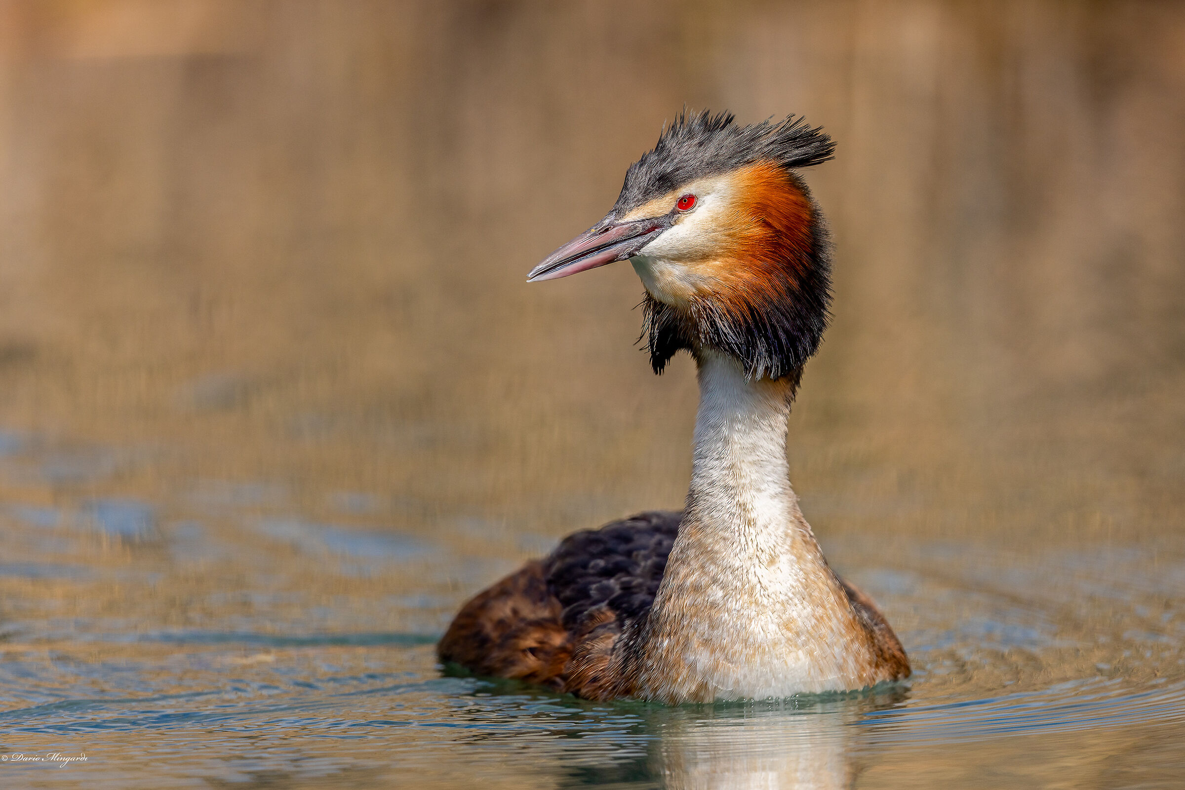 Svasso maggiore - Podiceps cristatus