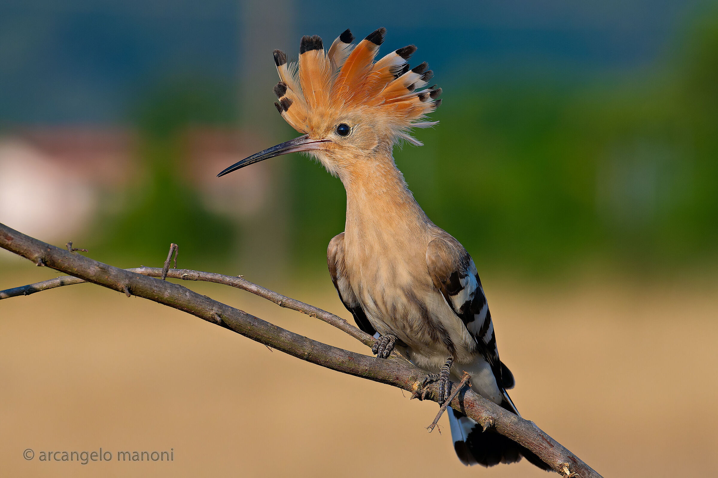 The elegant hoopoe