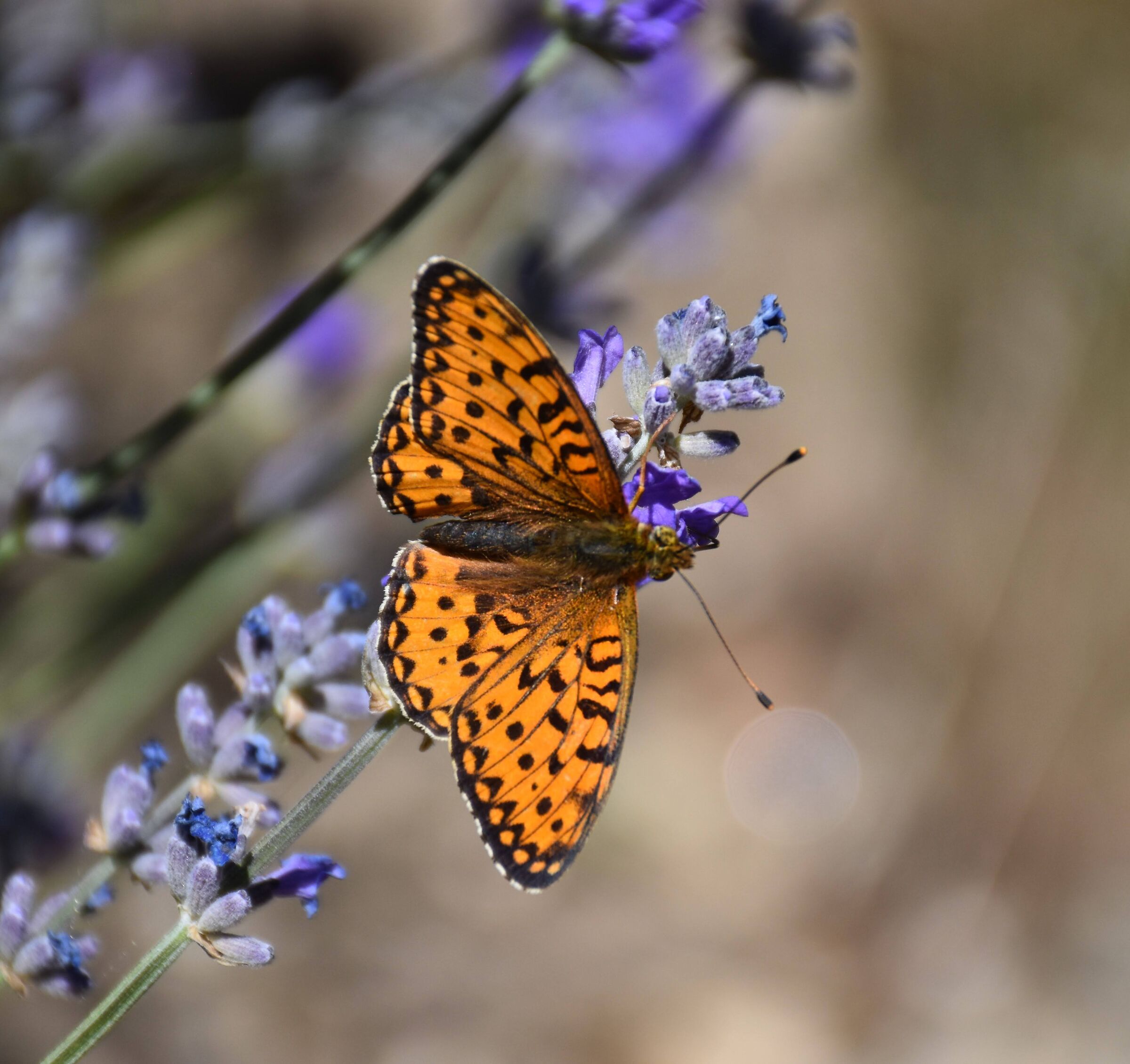 I colori della natura Valle d'Aosta