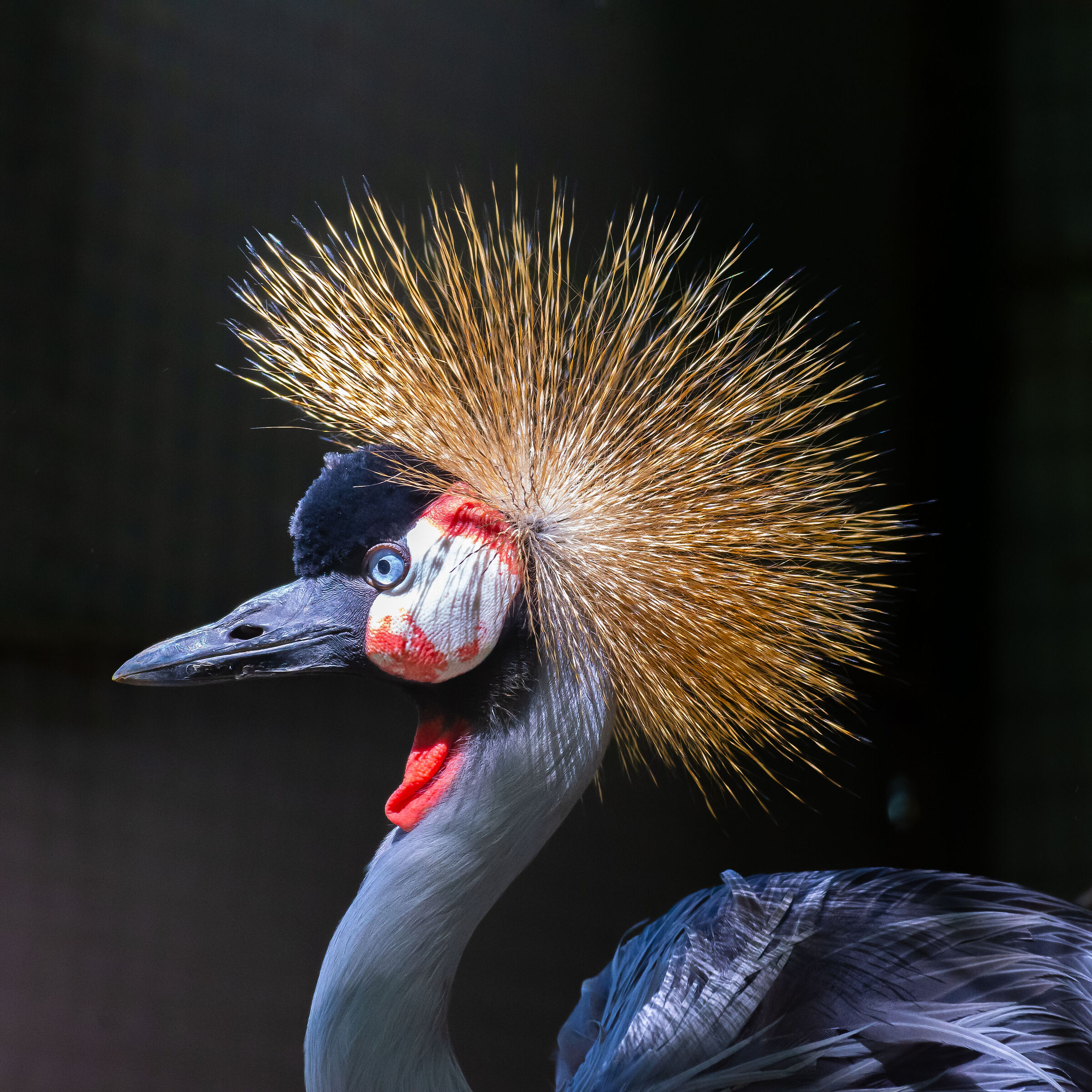 Crowned crane
