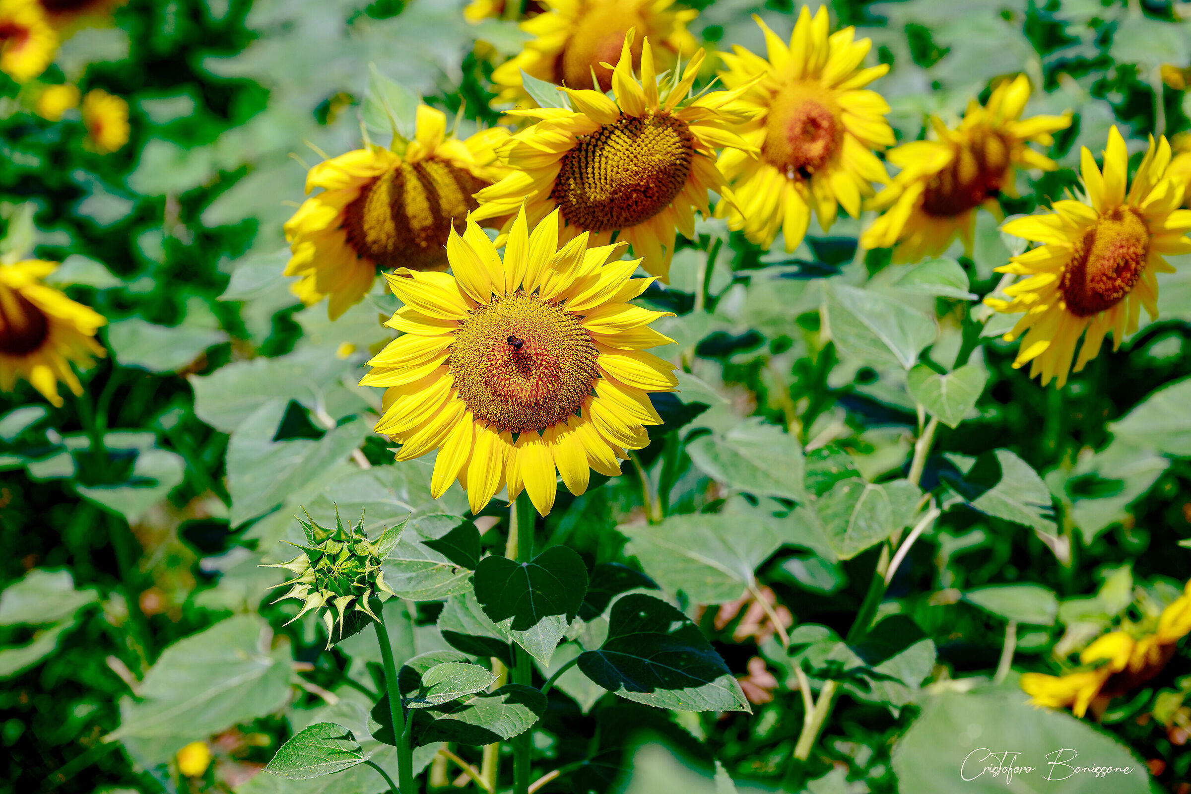 Sunflowers in the Rieti Plain 2/6