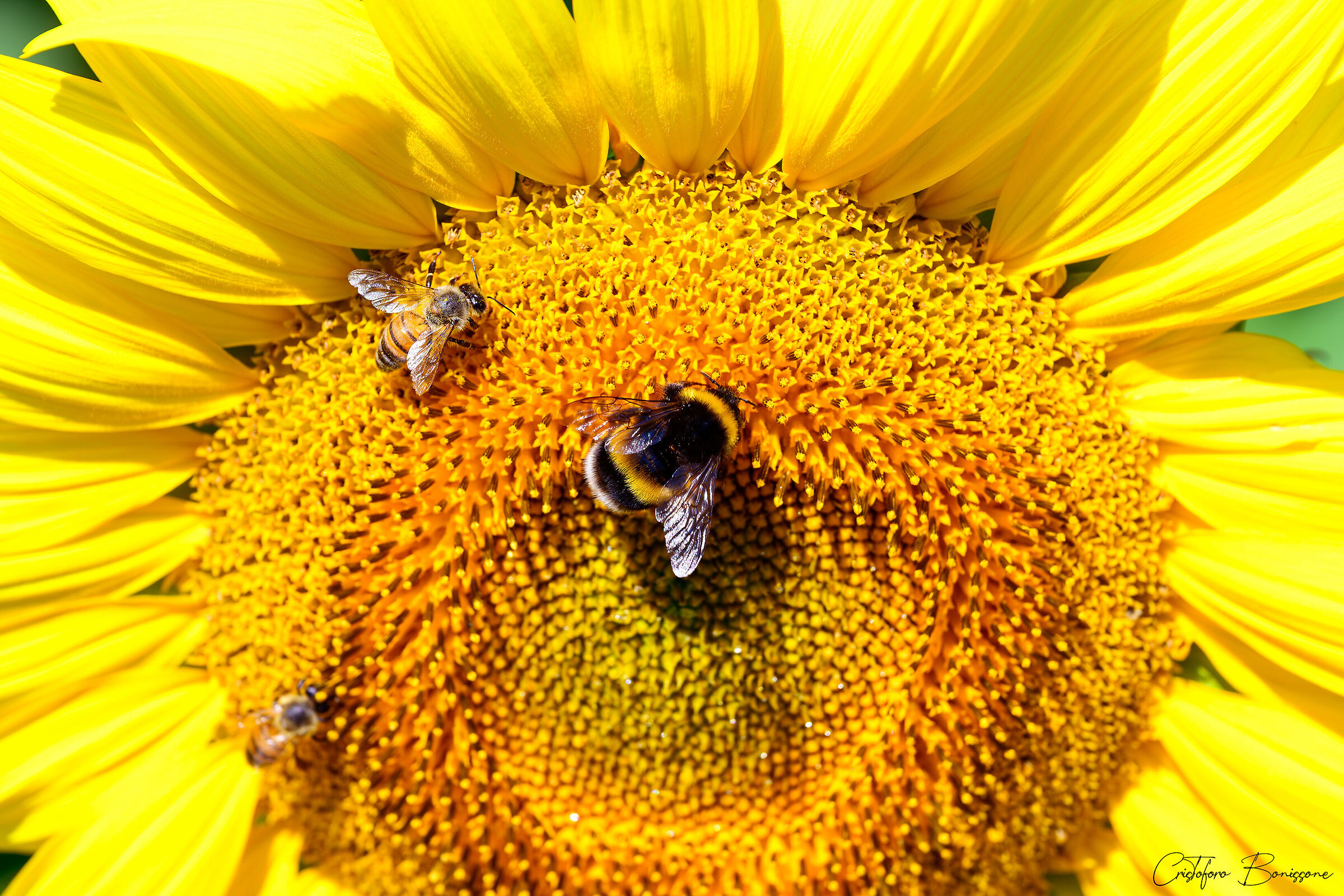Sunflowers in the Rieti Plain 3/6