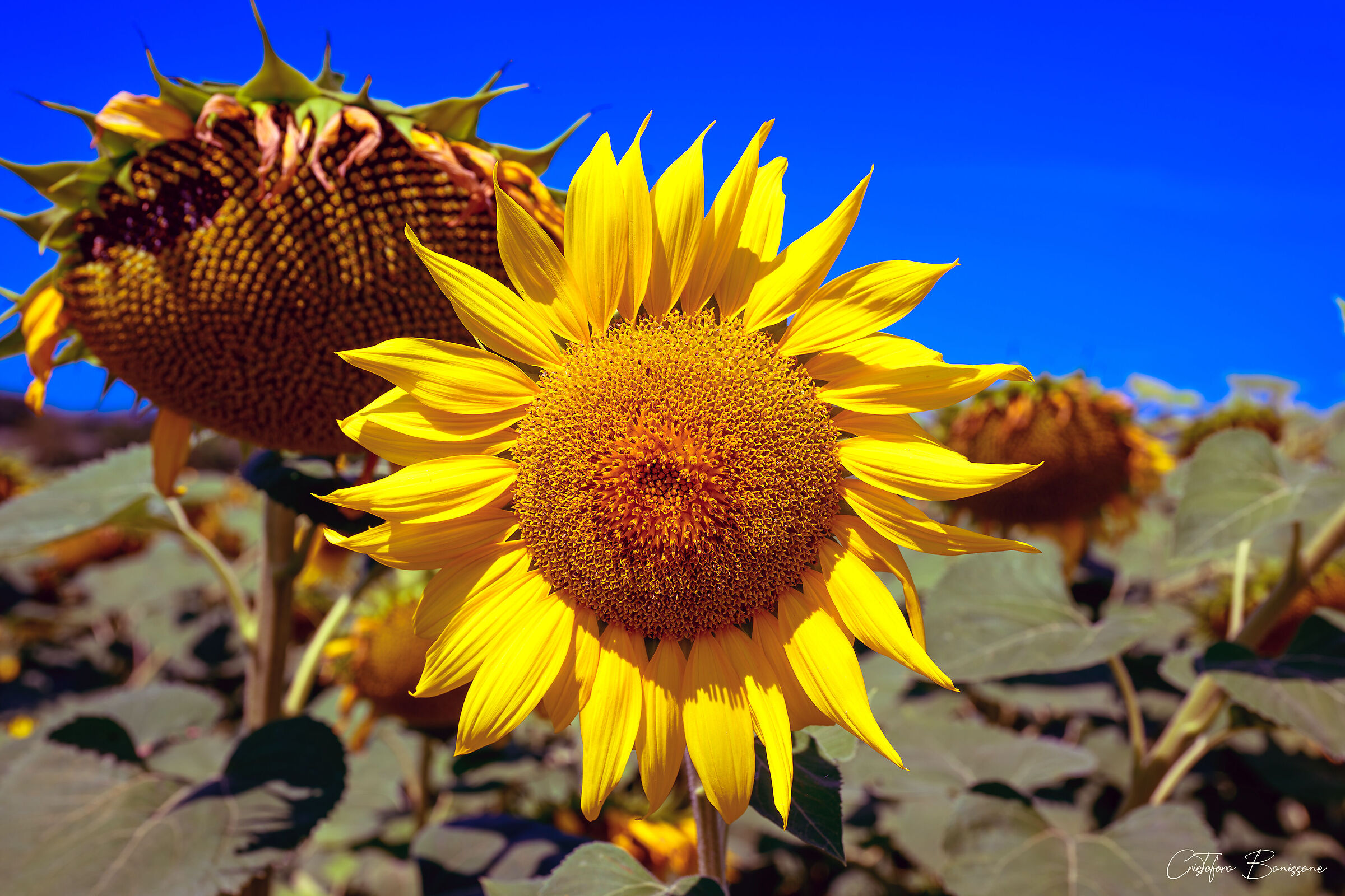 Girasoli nella Piana Reatina 4/6