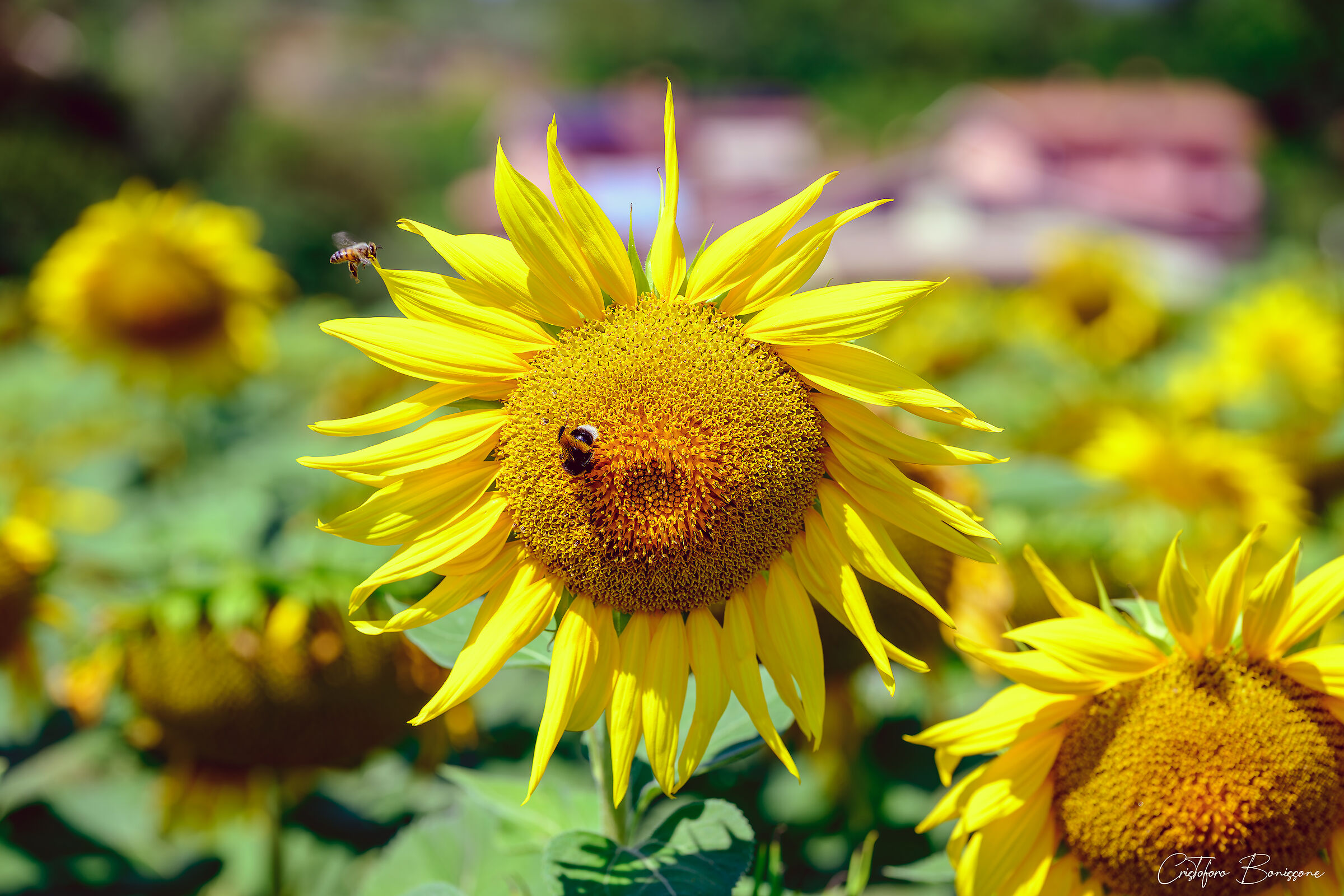 Sunflowers in the Rieti Plain 5/6