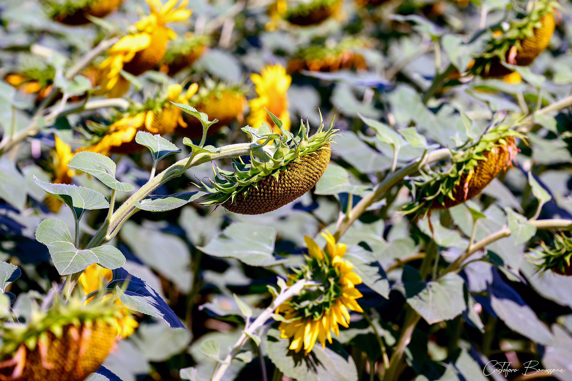 Sunflowers in the Rieti Plain 6/6