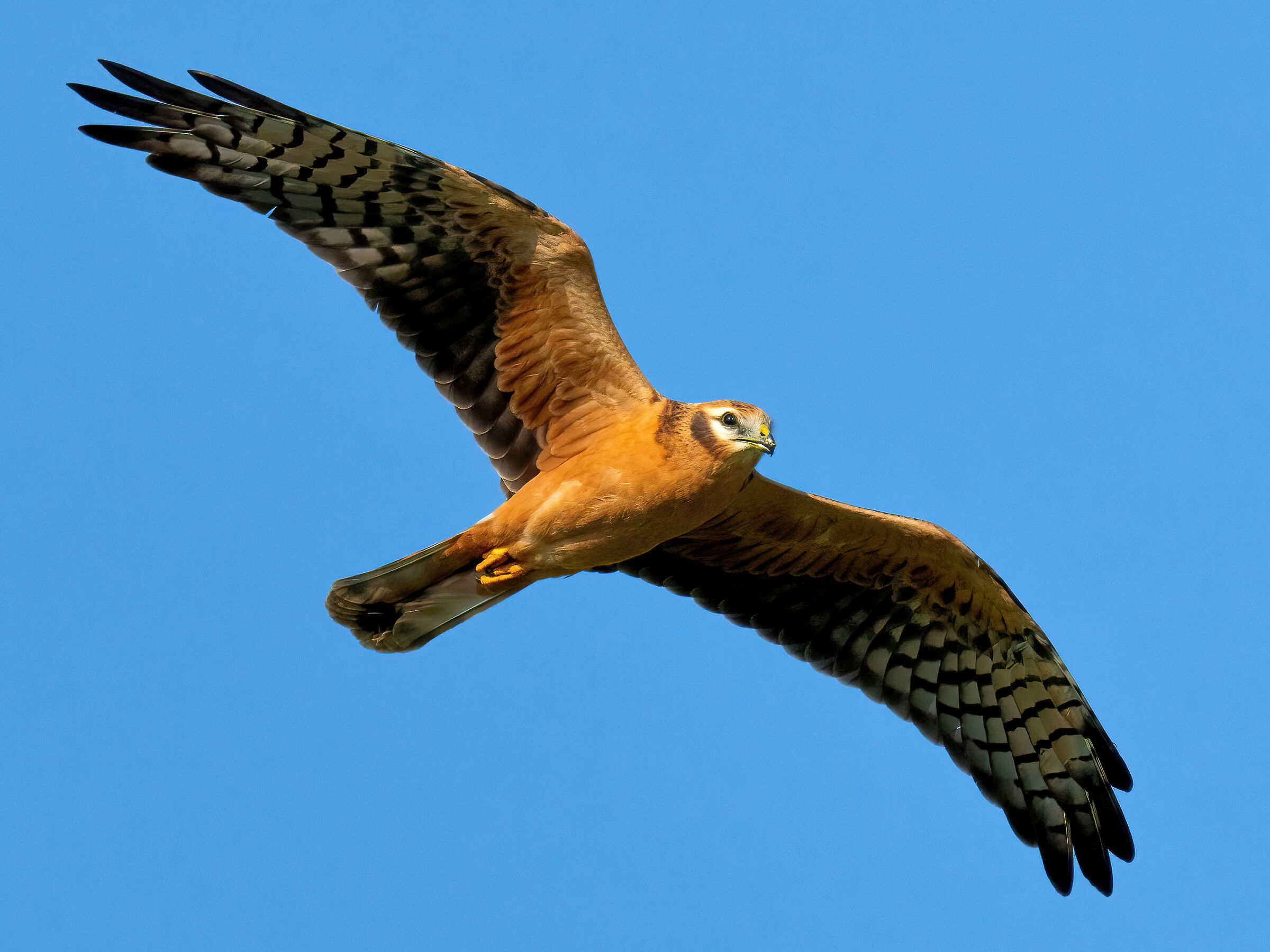 Pale Harrier (Circus macrourus) Juv,