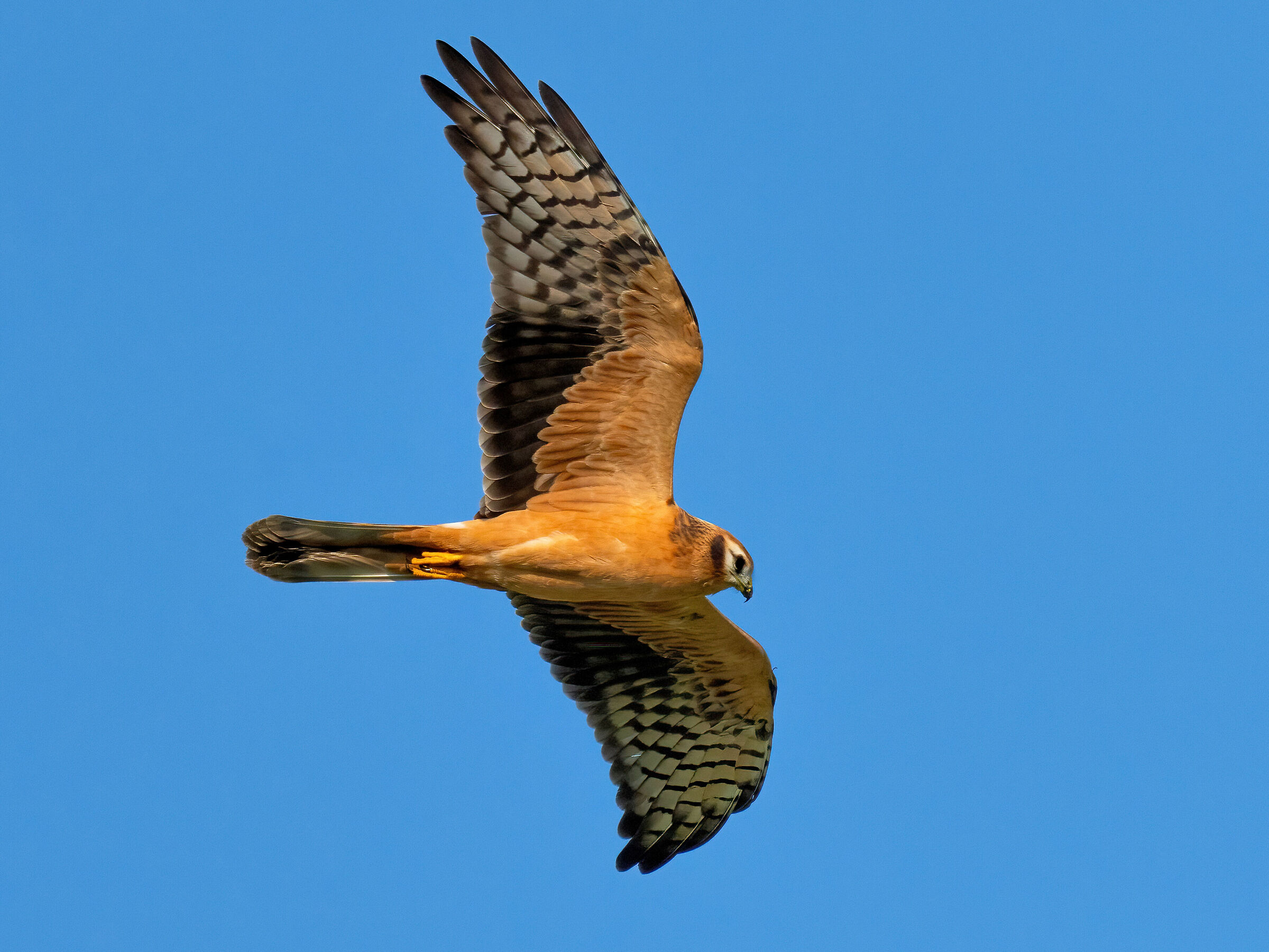 Pale Harrier (Circus macrourus) Juv,