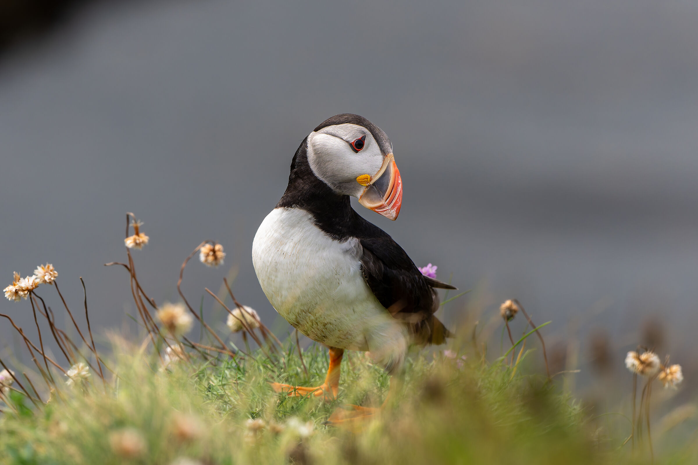 Puffin