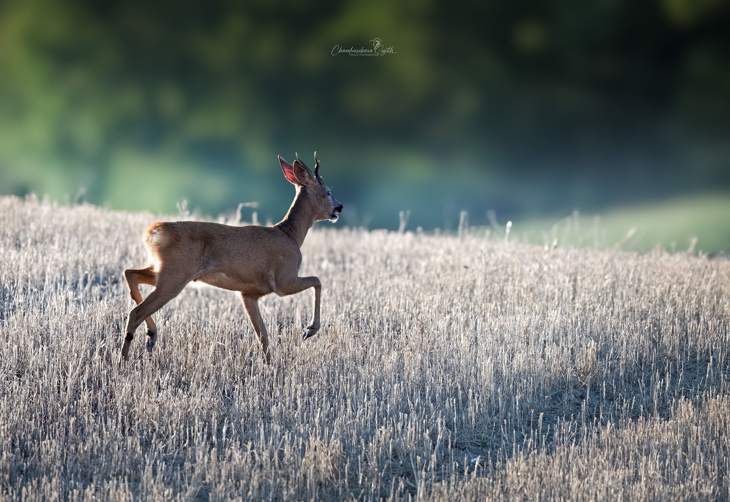 roe deer