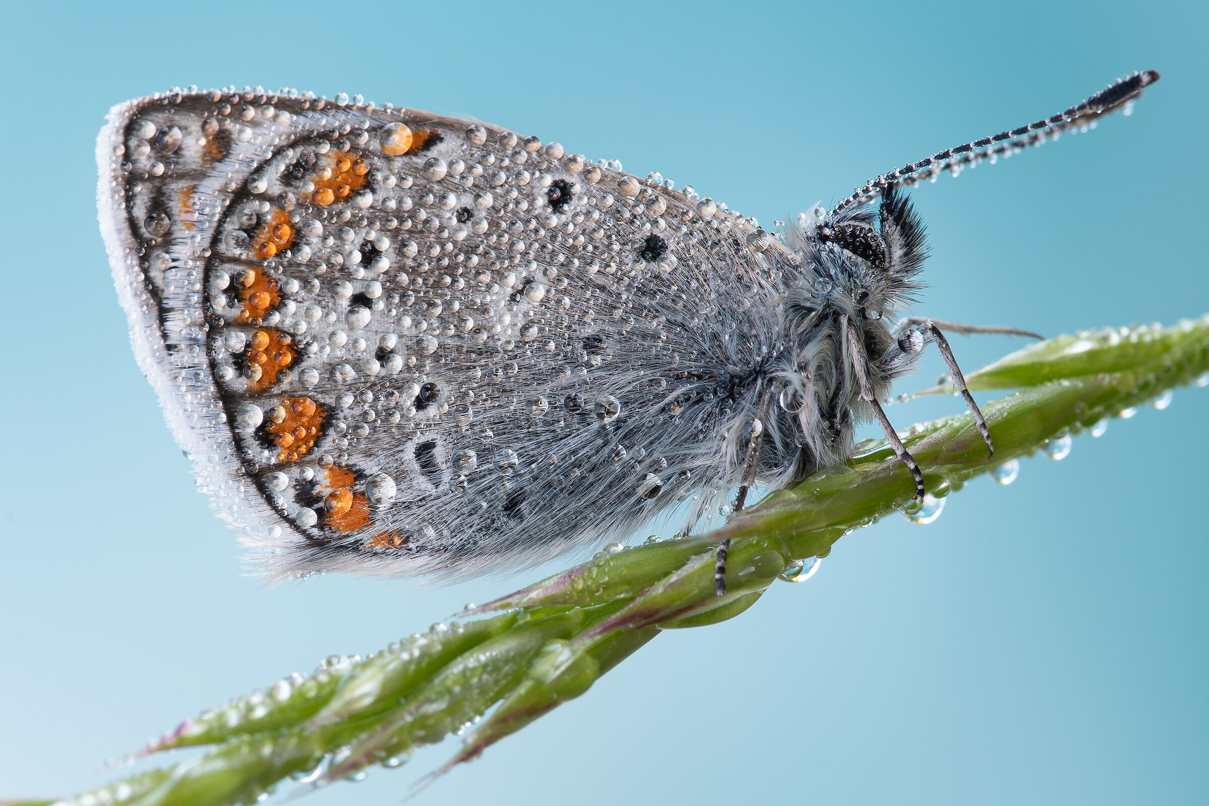 The little girl with a ball