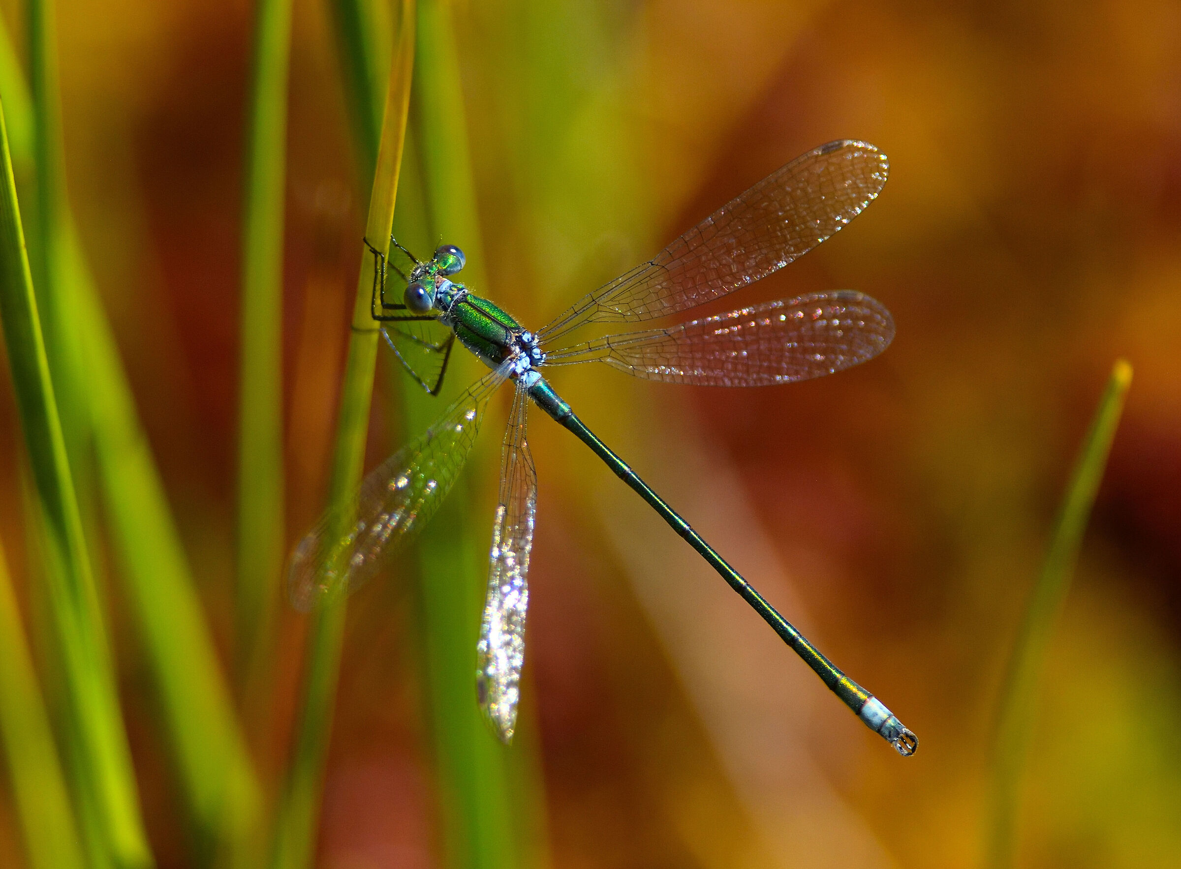 Lestes Sponsa