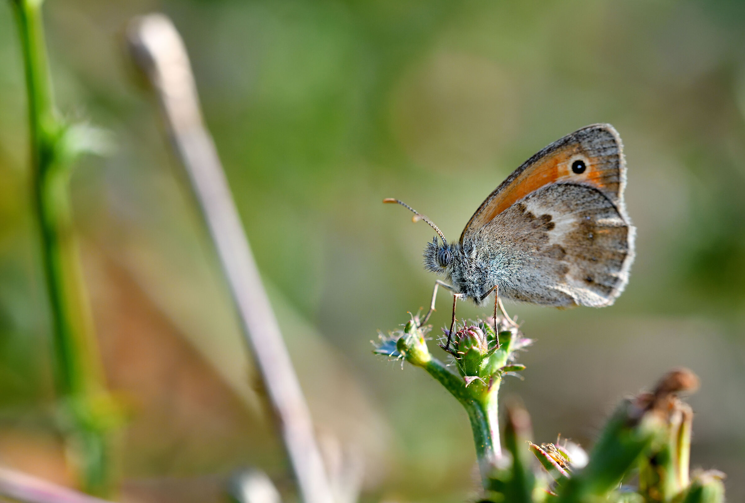 A Butterfly... again!