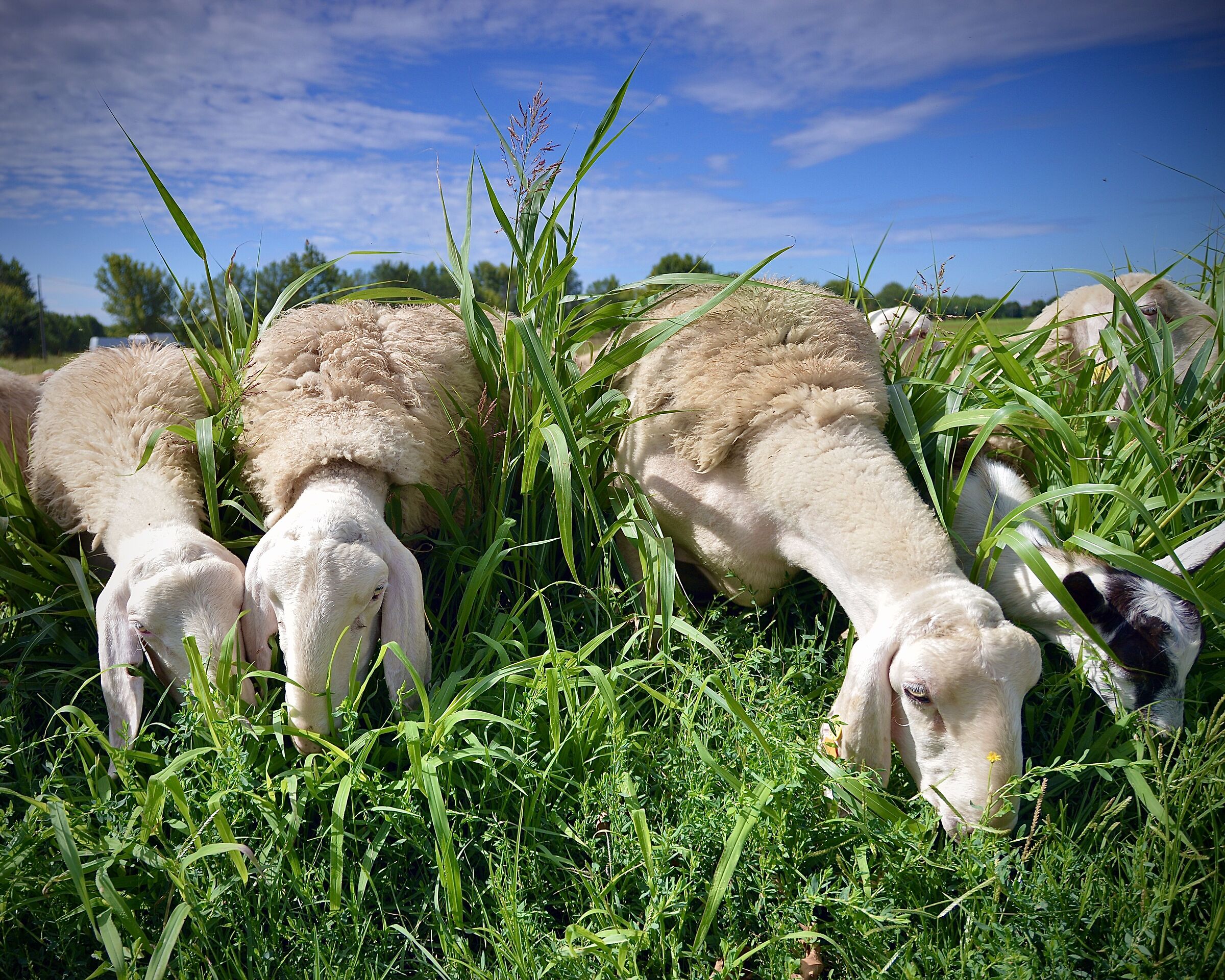 … find the intruder...