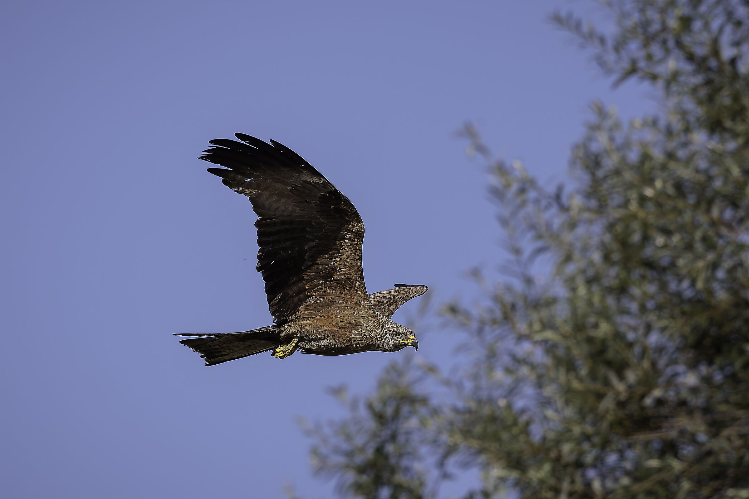 Black kite