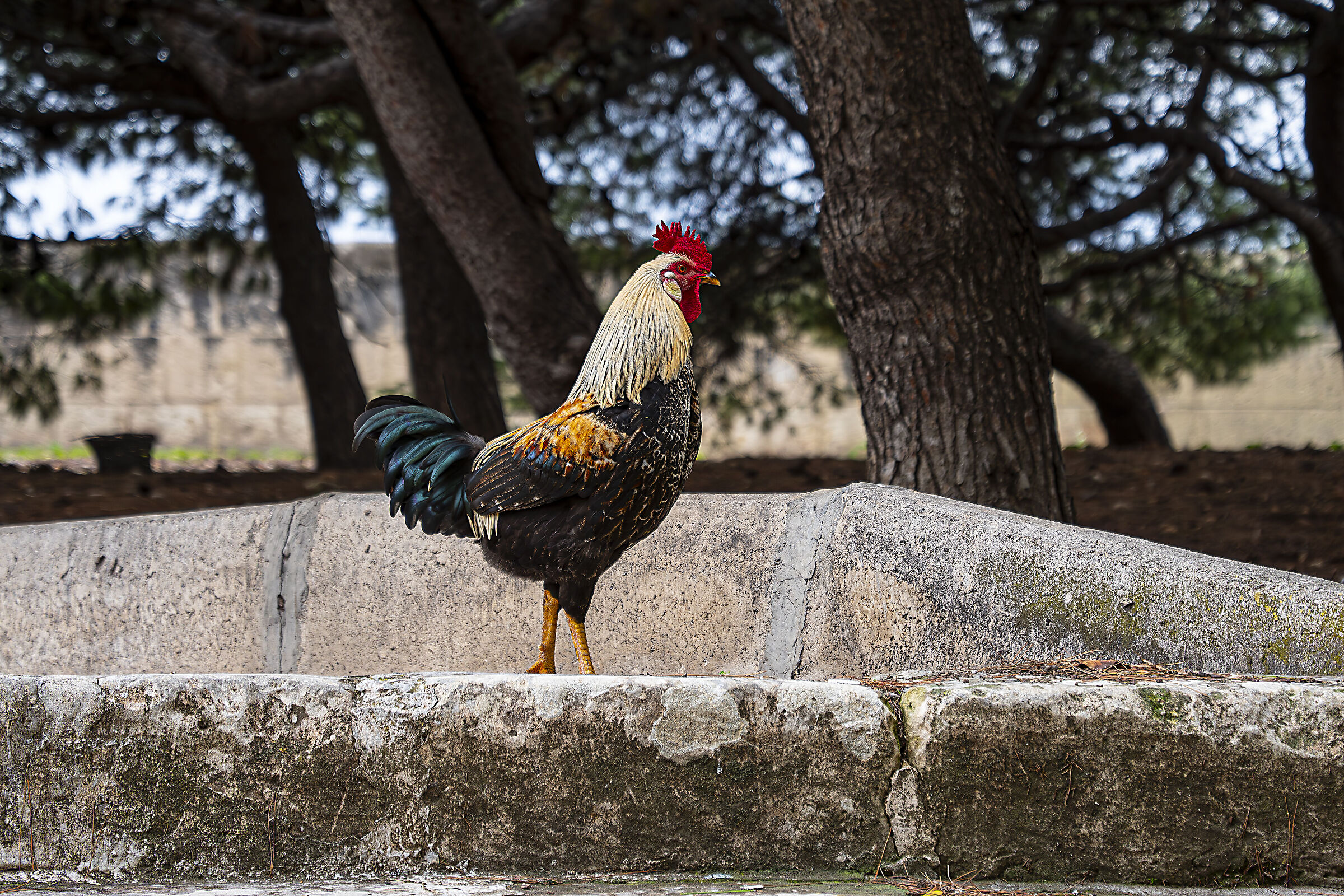 Dai giardini botanici Argotti - Floriana (Malta)