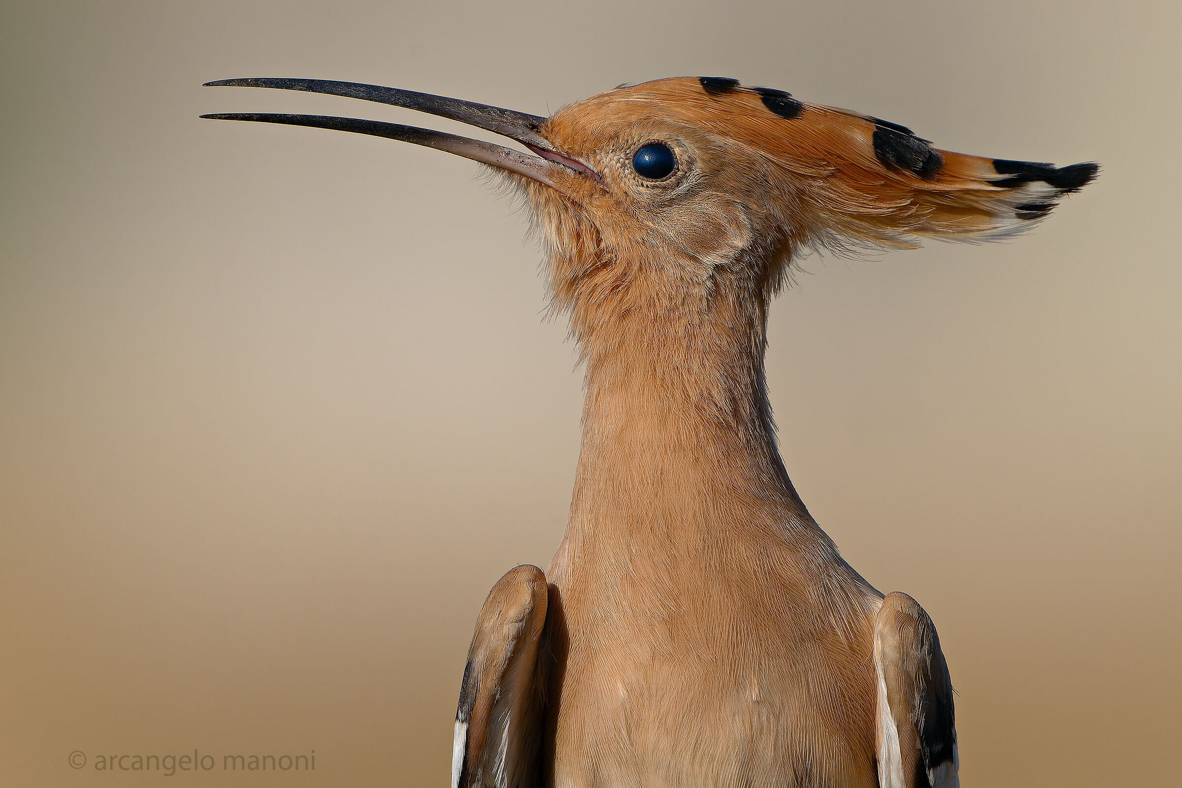 Gentle tone for the hoopoe