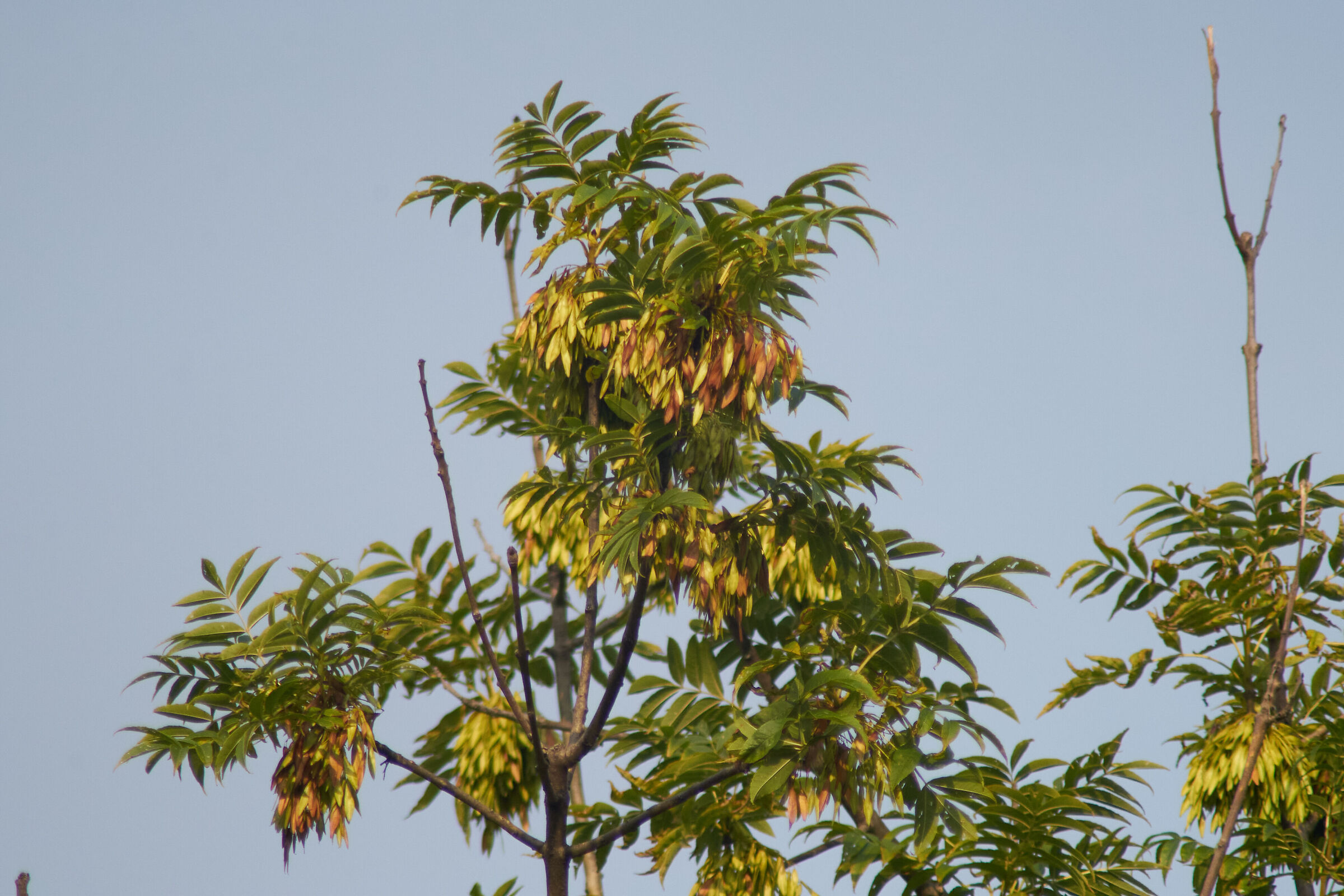 leaves in sunlight 4