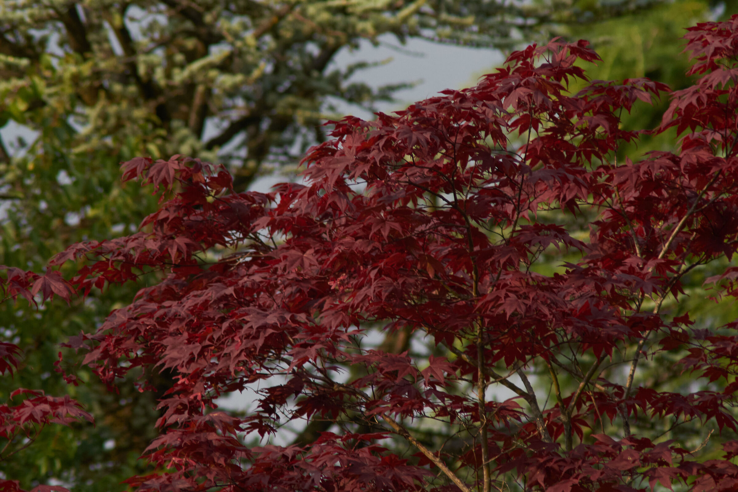 leaves dark background 2