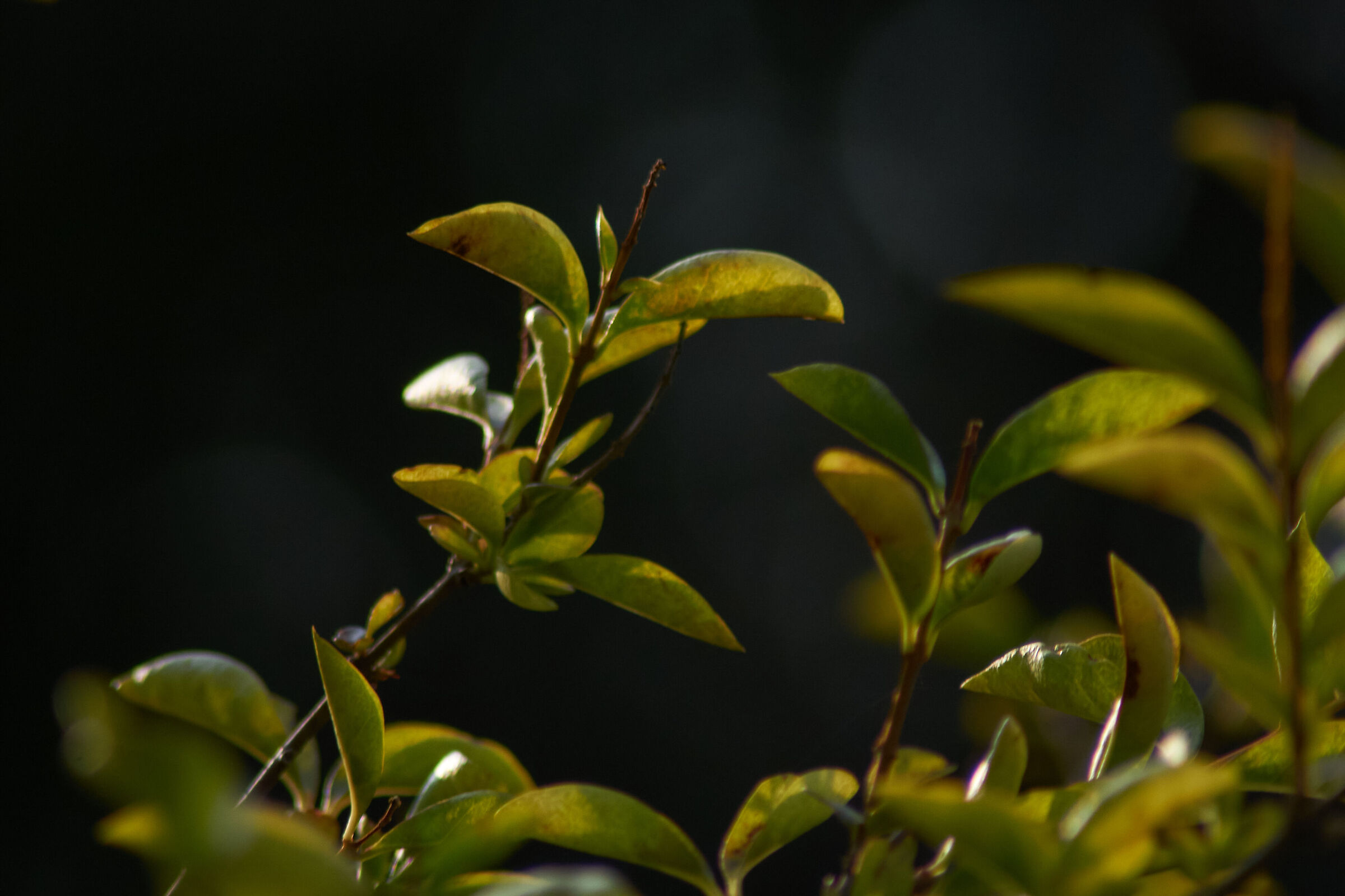 leaves dark background 3