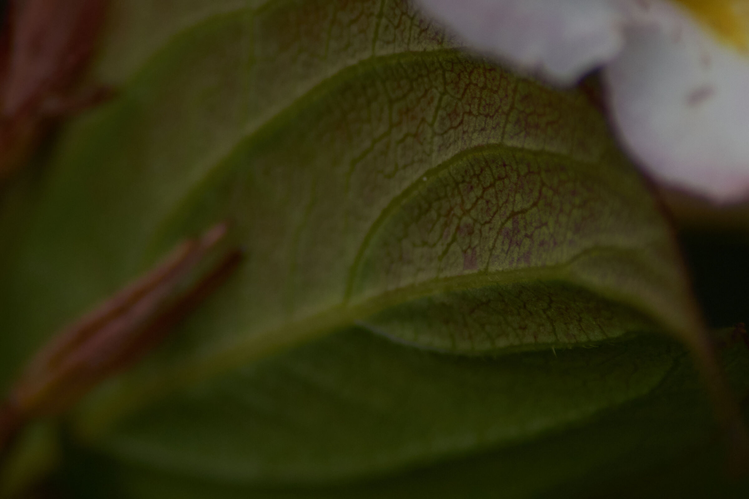 Macro Leaf 1