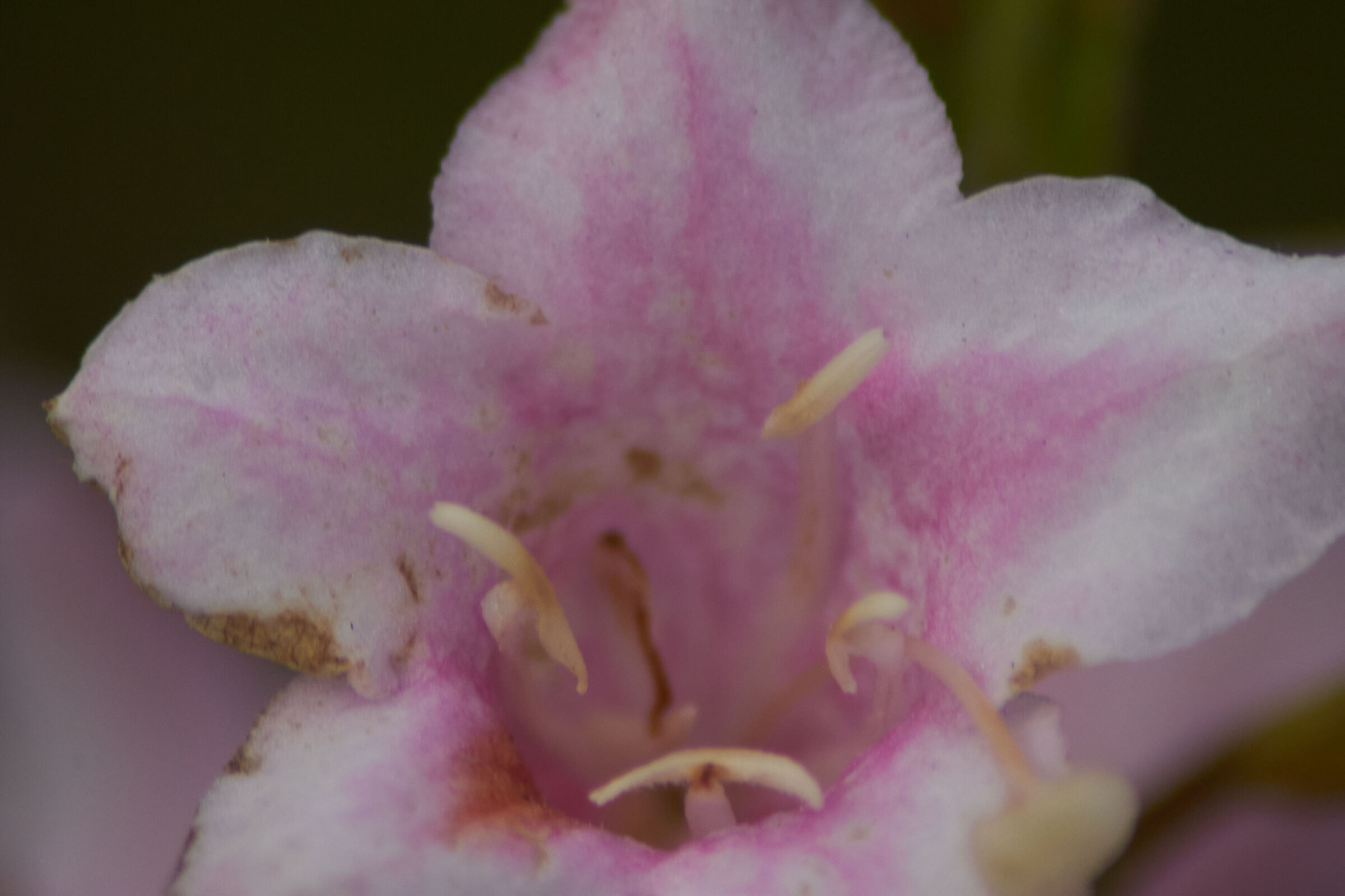 Pink Flower Macro 3