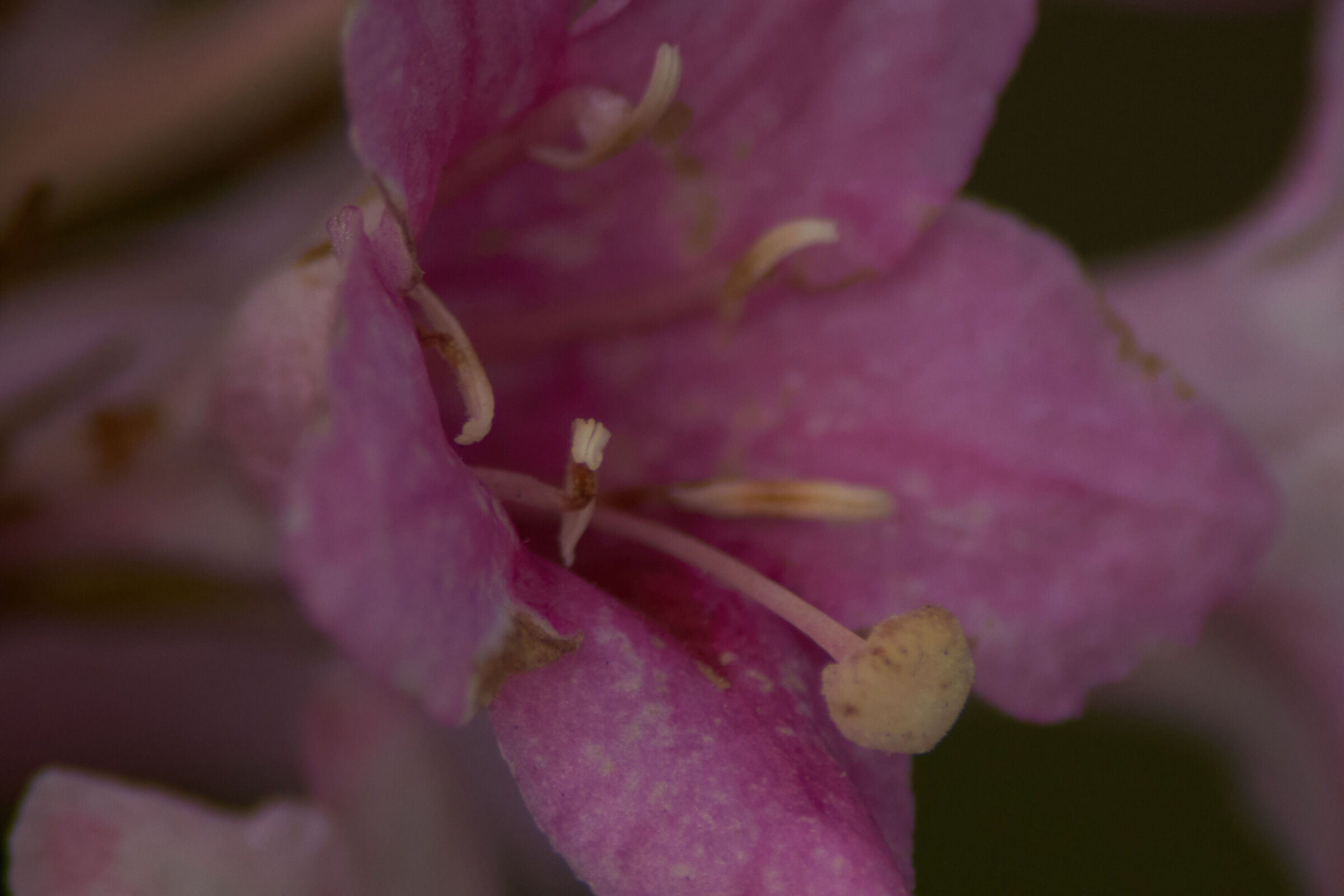 Pink Flower Macro 4