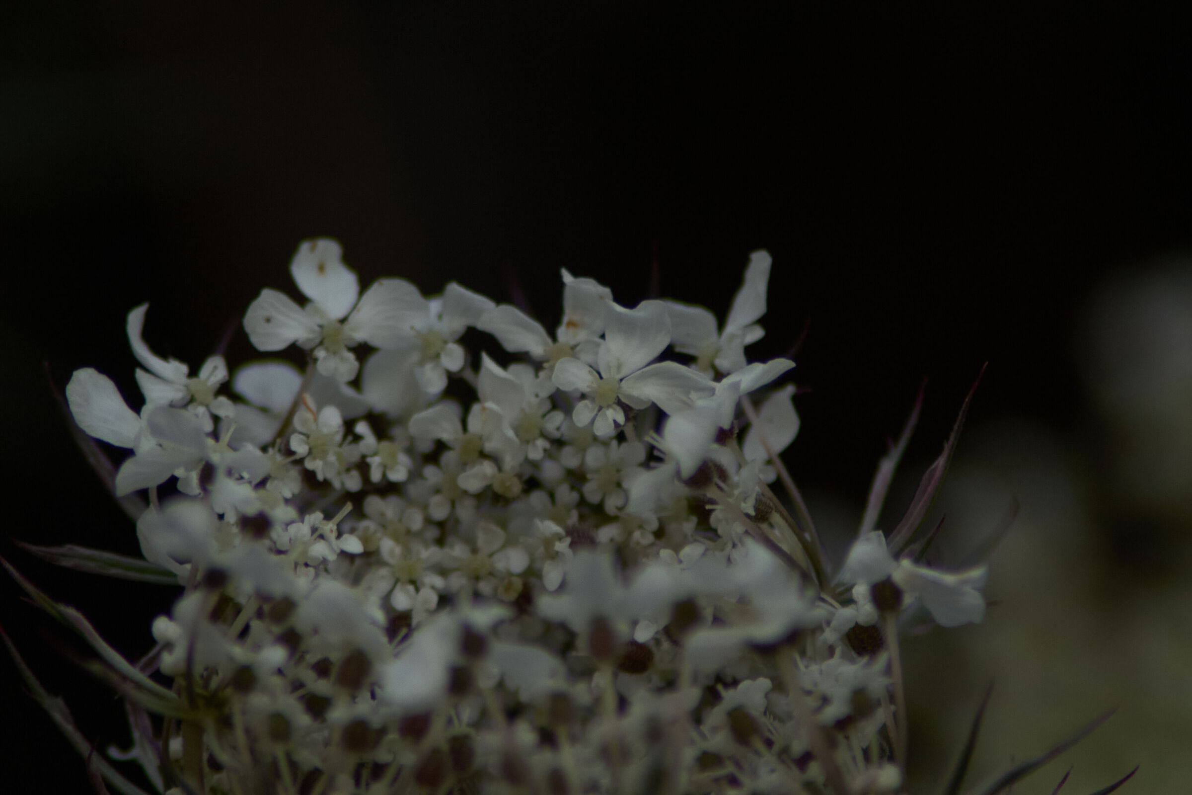 White Flower Macro 4