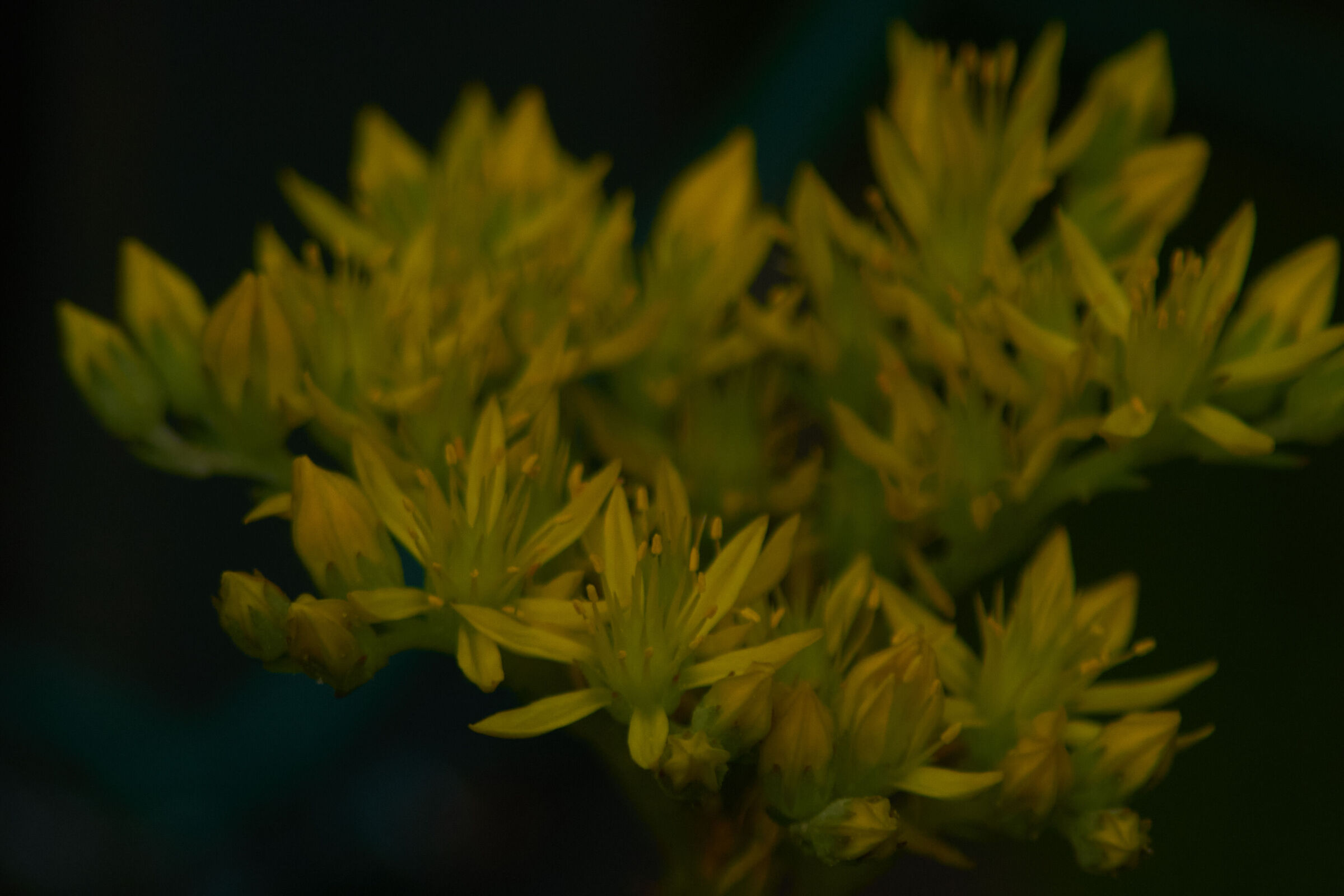 Yellow Flower Macro 2