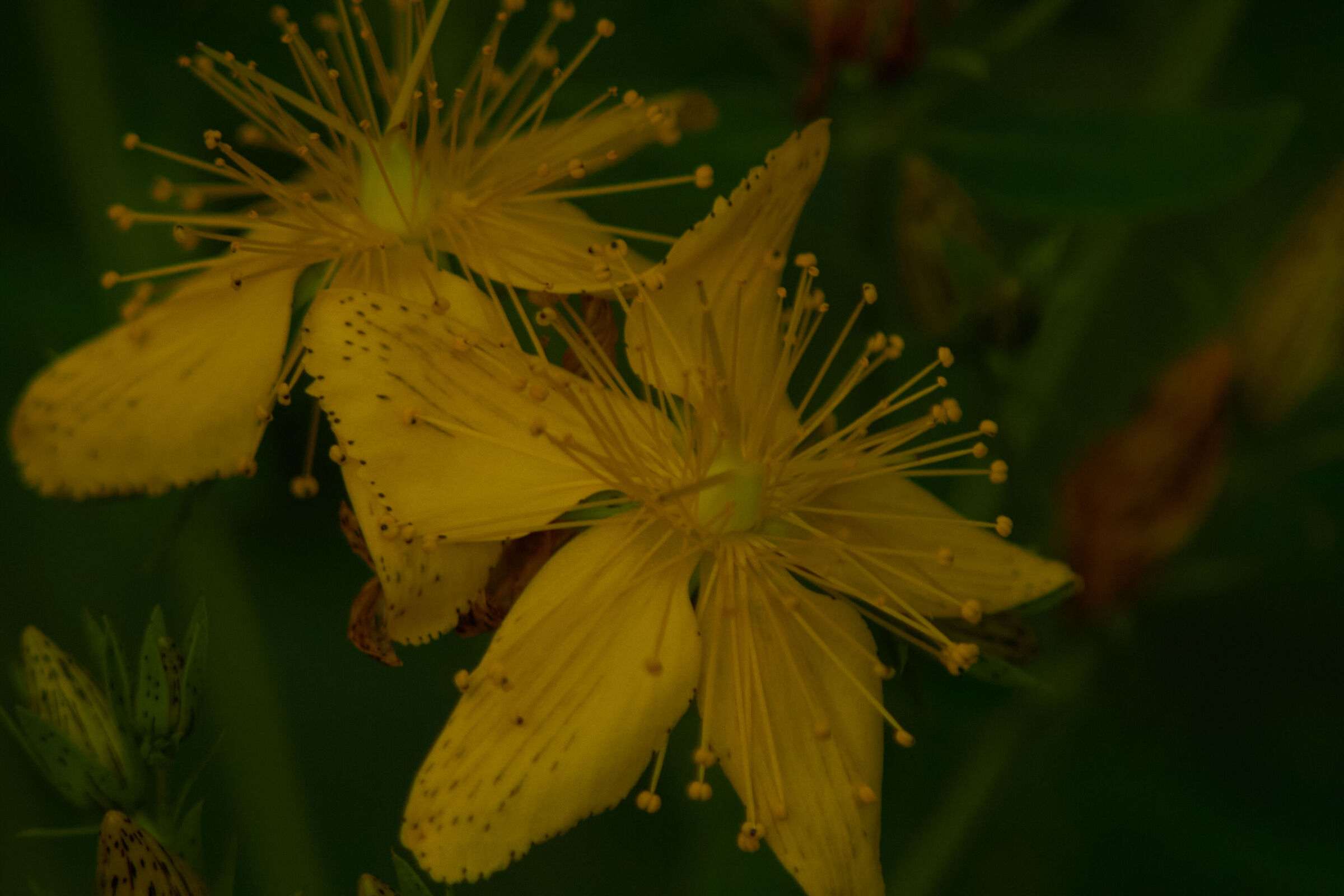 Yellow Flower Macro 3