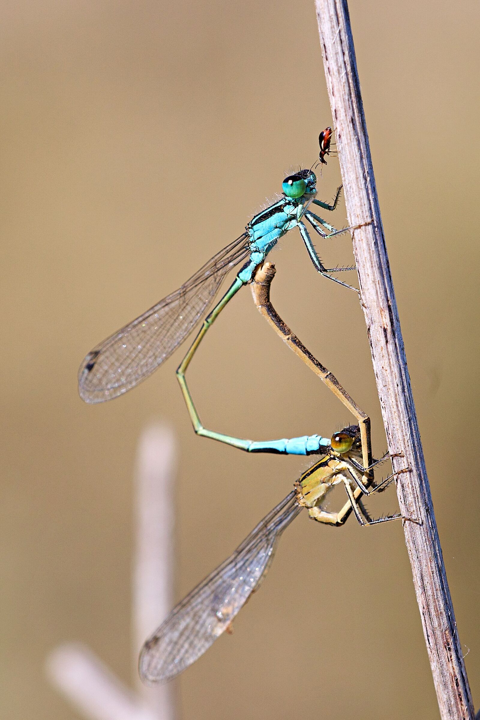 Libellule in accoppiamento