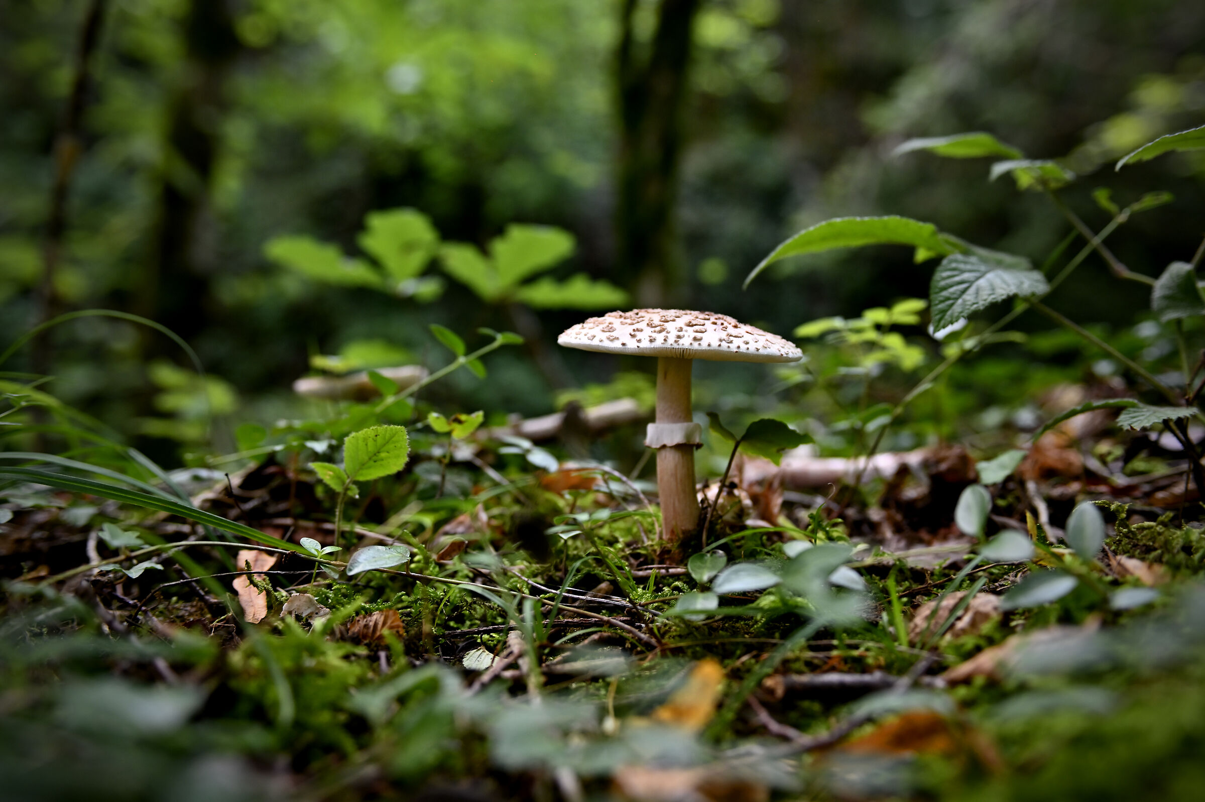 The magic of the forest