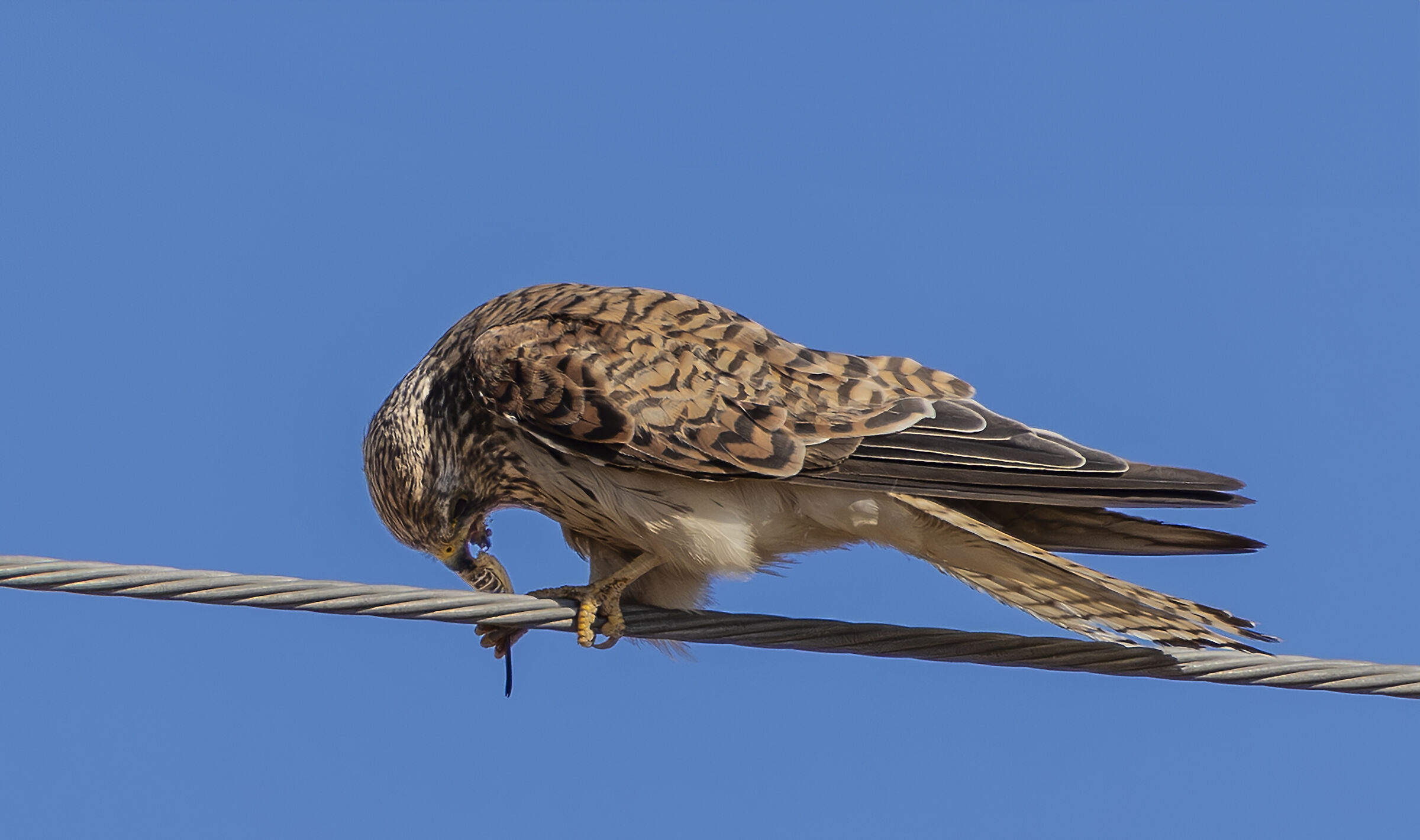 lesser kestrel feasting on a grasshopper