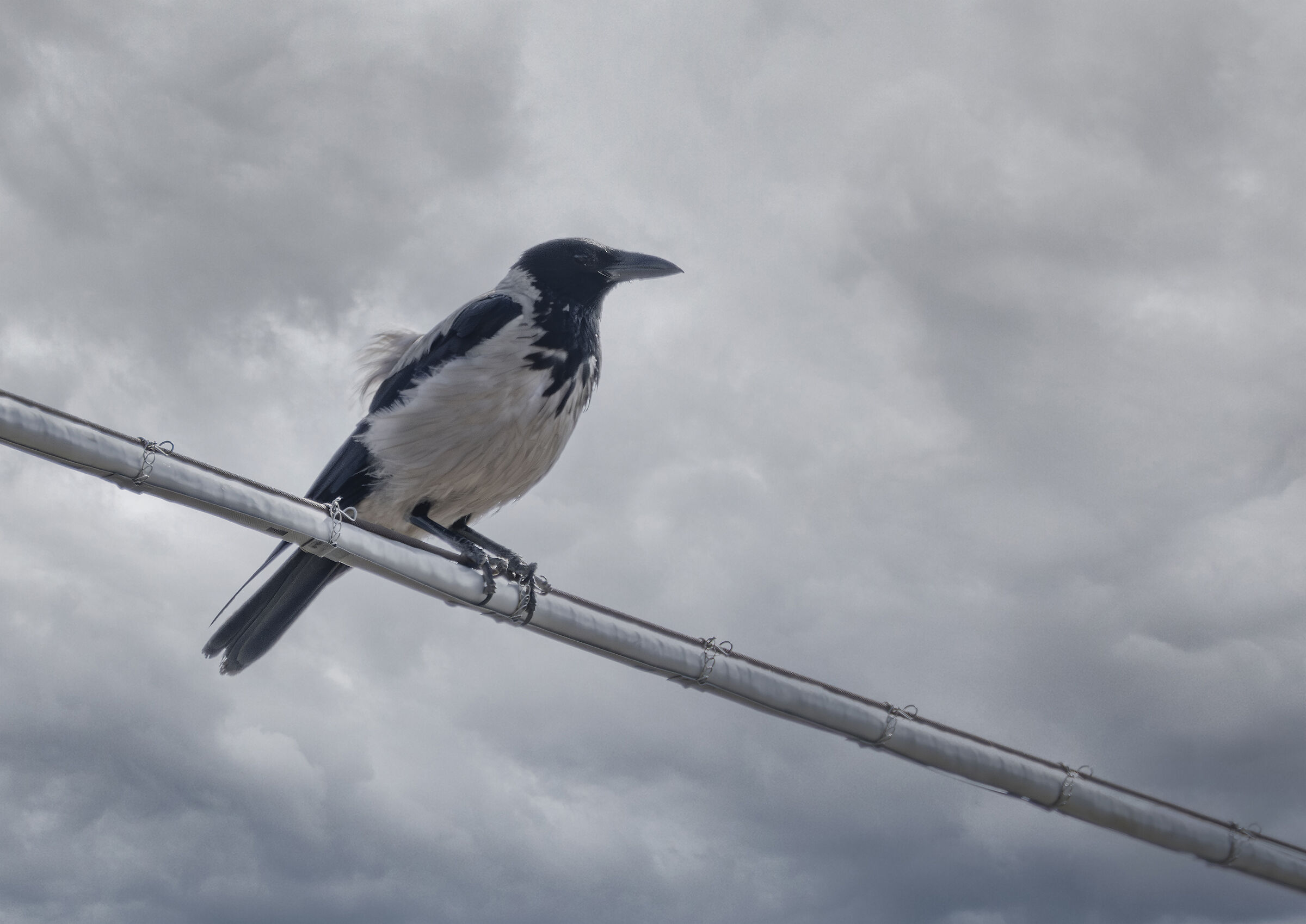 hooded crow in cloudy weather